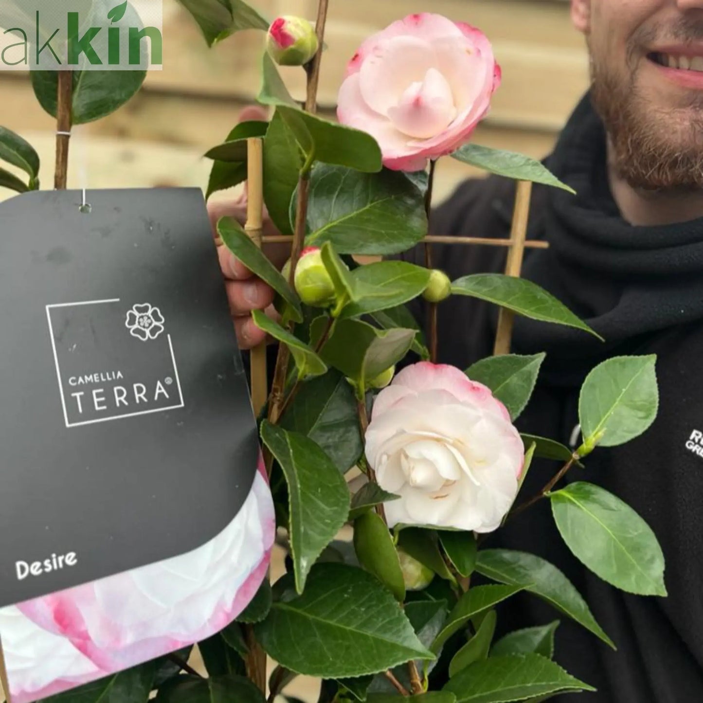 Camellia 'Desire' 9cm / 5L One Click Plants