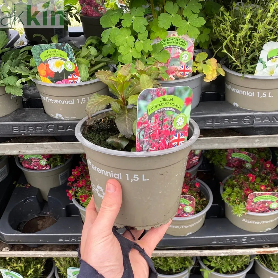 Lobelia cardinalis 'Queen Victoria' 9cm/1.5L One Click Plants