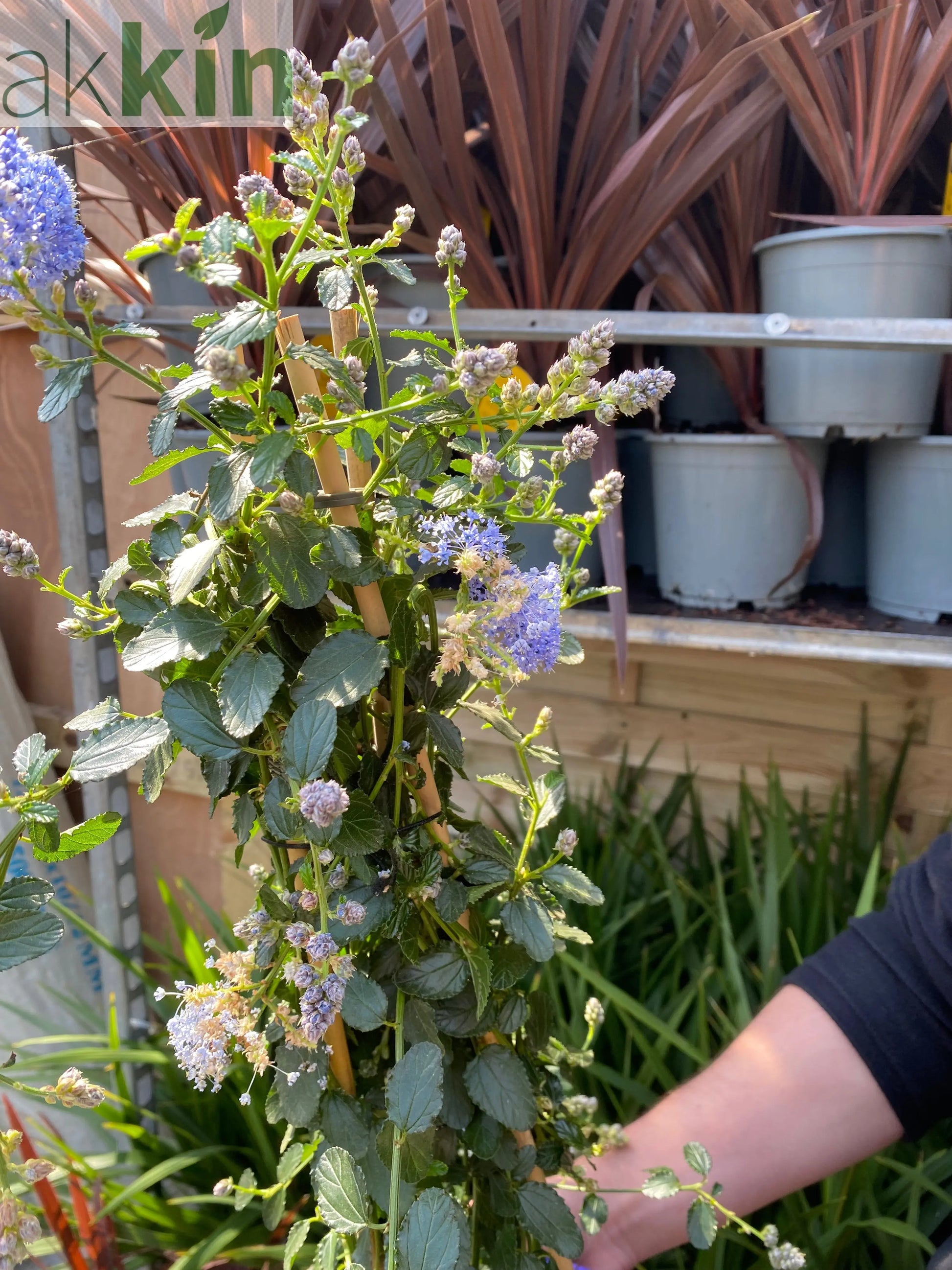 Ceanothus repens Pyramid 60-70cm One Click Plants
