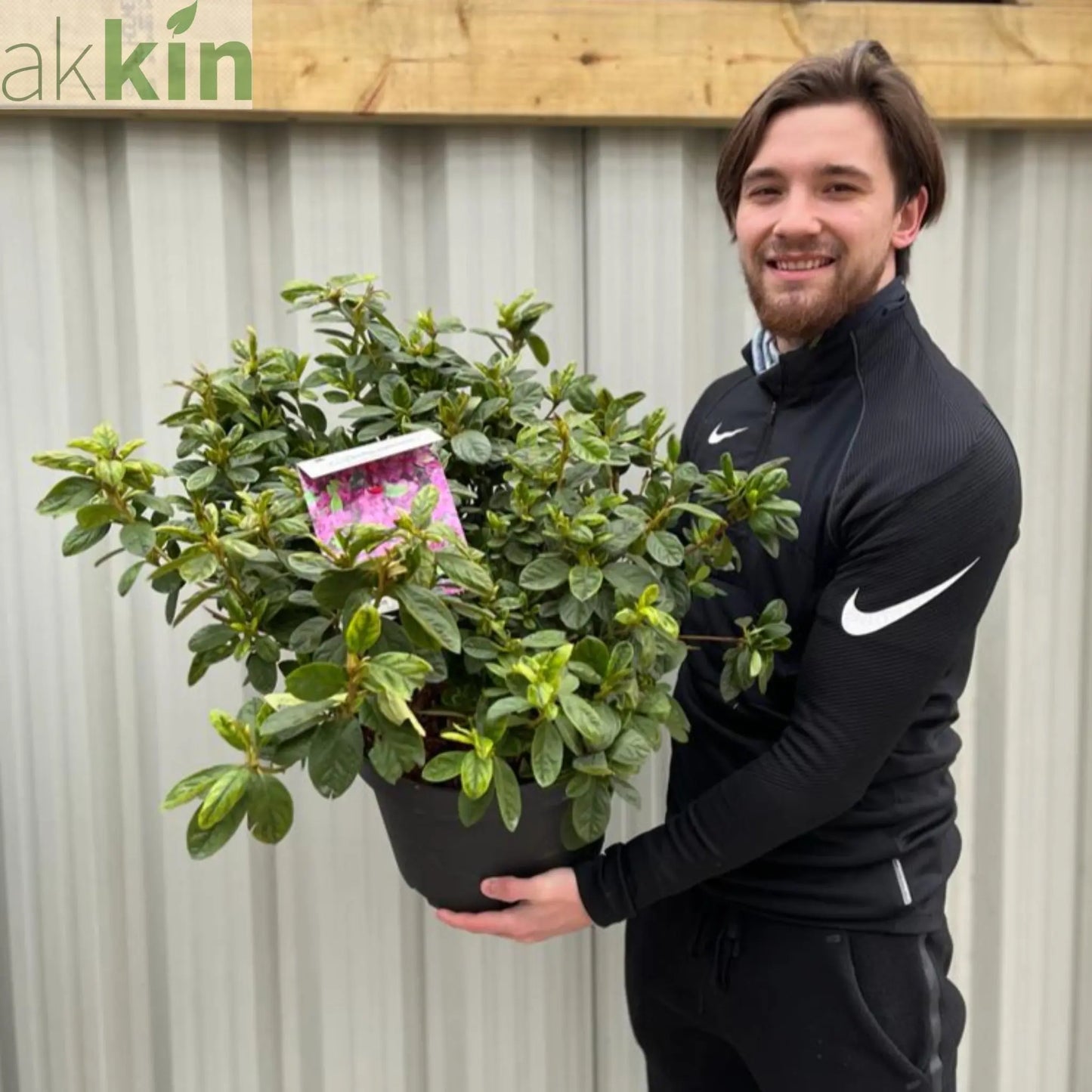 Azalea 'Koningstein' 10L One Click Plants