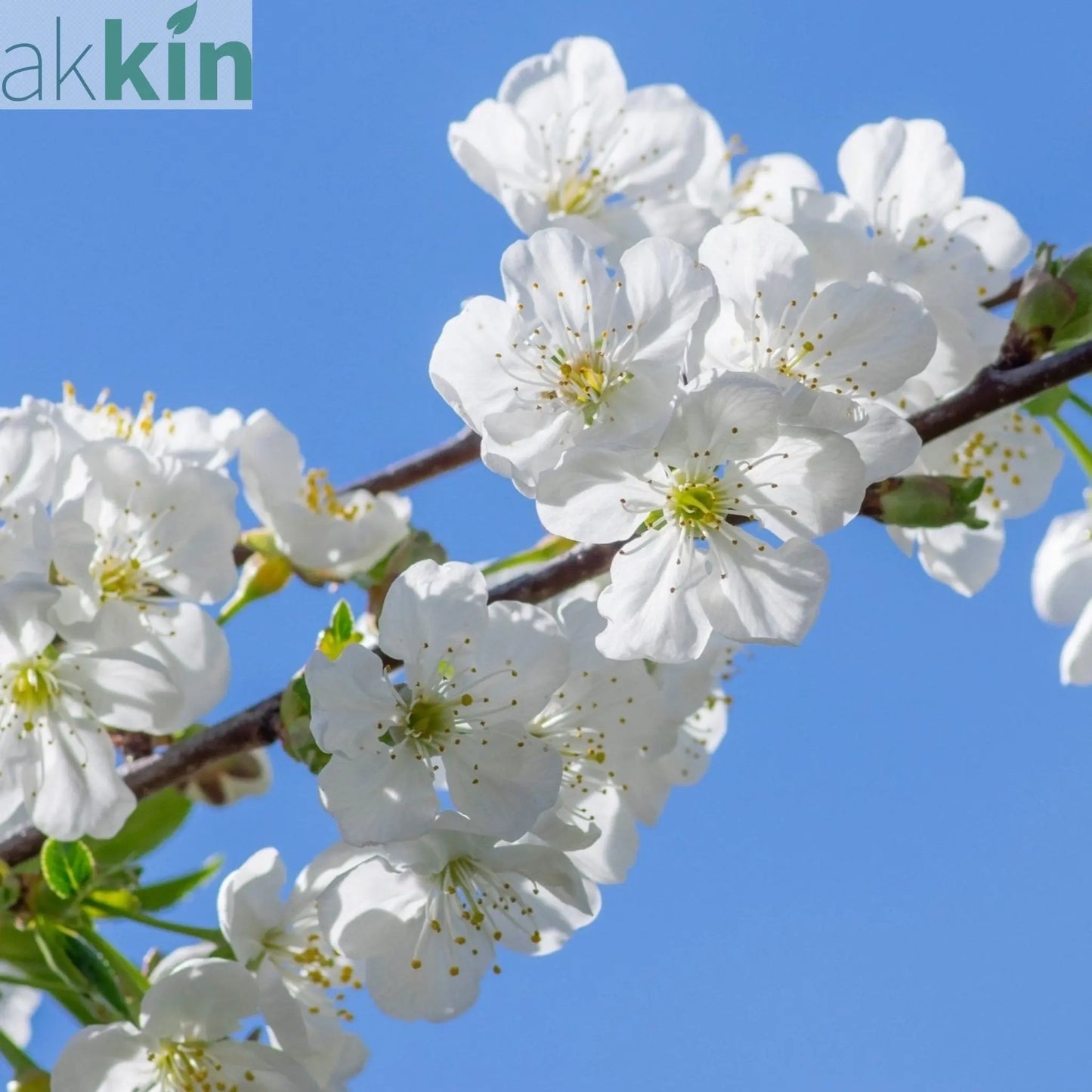 Prunus Ornamental Flowering Cherry Blossom Shrub - Tomentosa One Click Plants