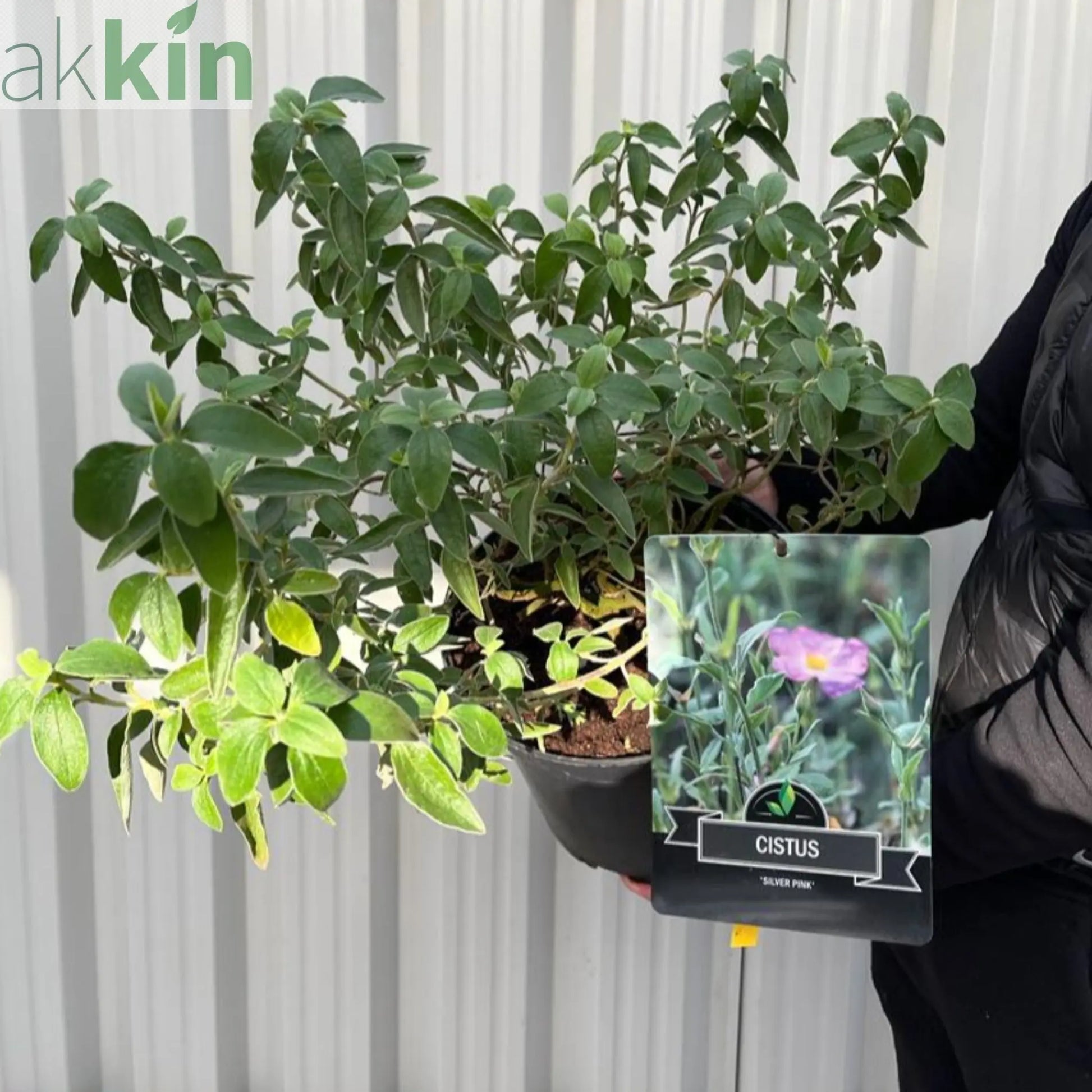 Cistus x Silver Pink Rock Rose 10L One Click Plants