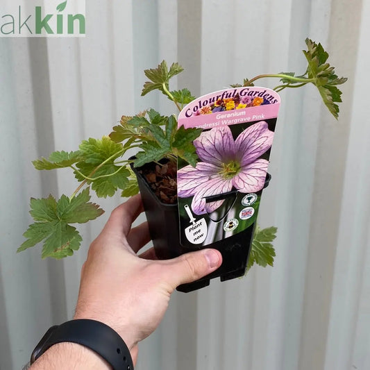 Geranium endressi 'Wargrave Pink’ 9cm One Click Plants