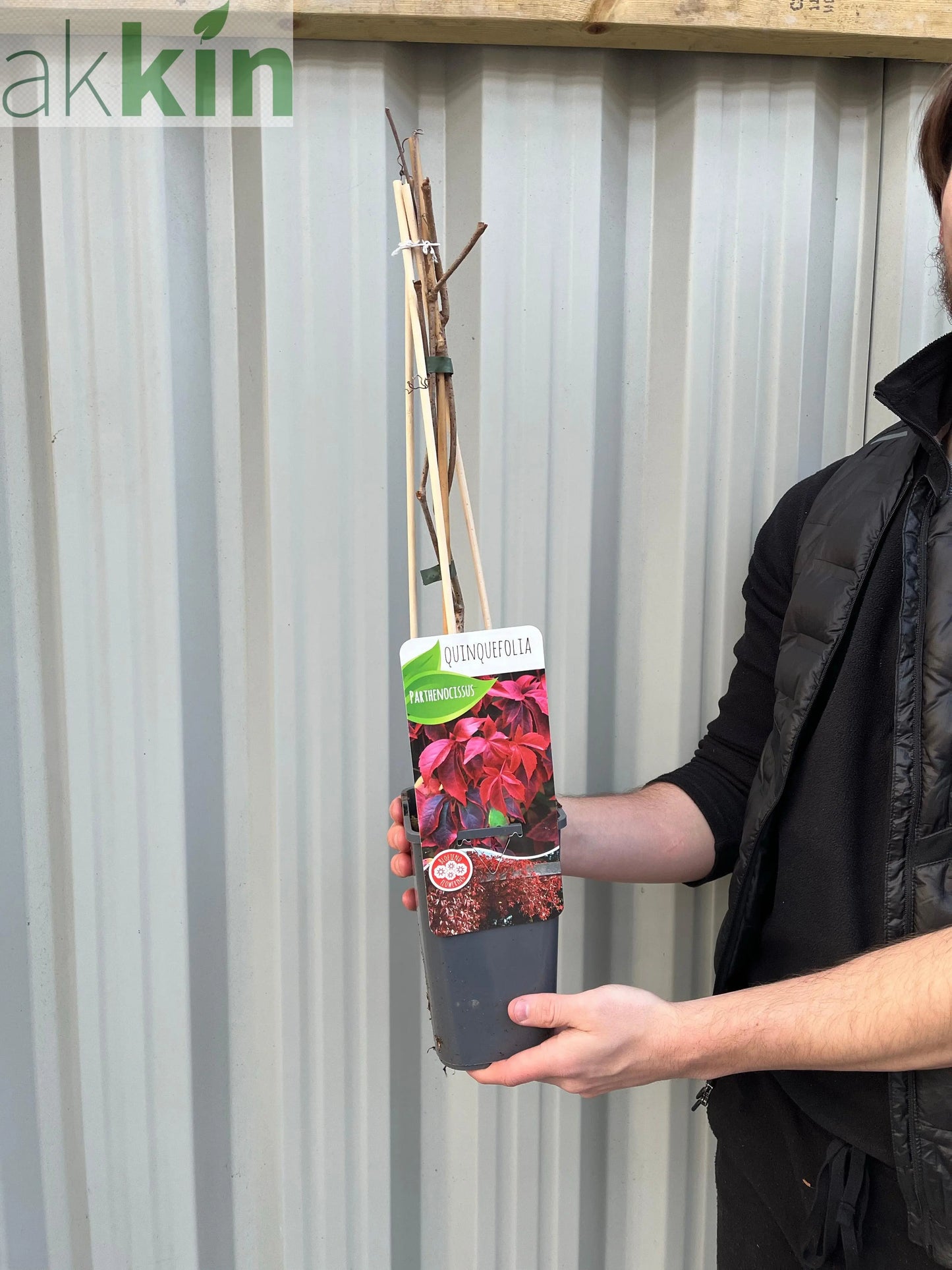 Parthenocissus quinquefolia 'Virginia Creeper' 2L One Click Plants