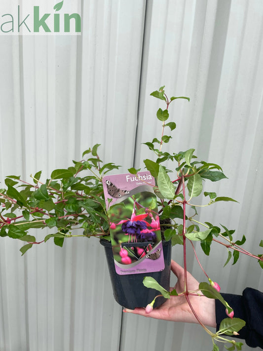 Hardy Fuchsia 'Dollar Princess' 2L One Click Plants