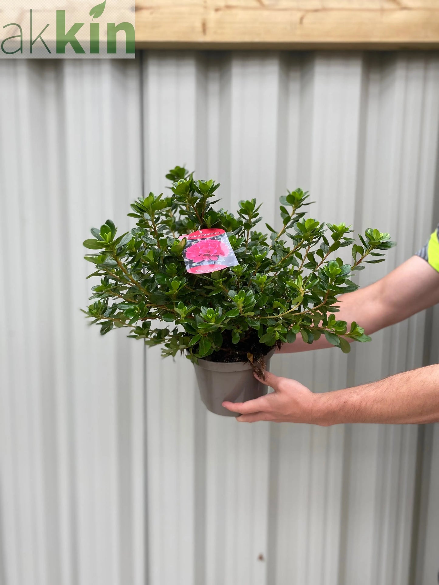 Azalea Hino Crimson 1.5L One Click Plants