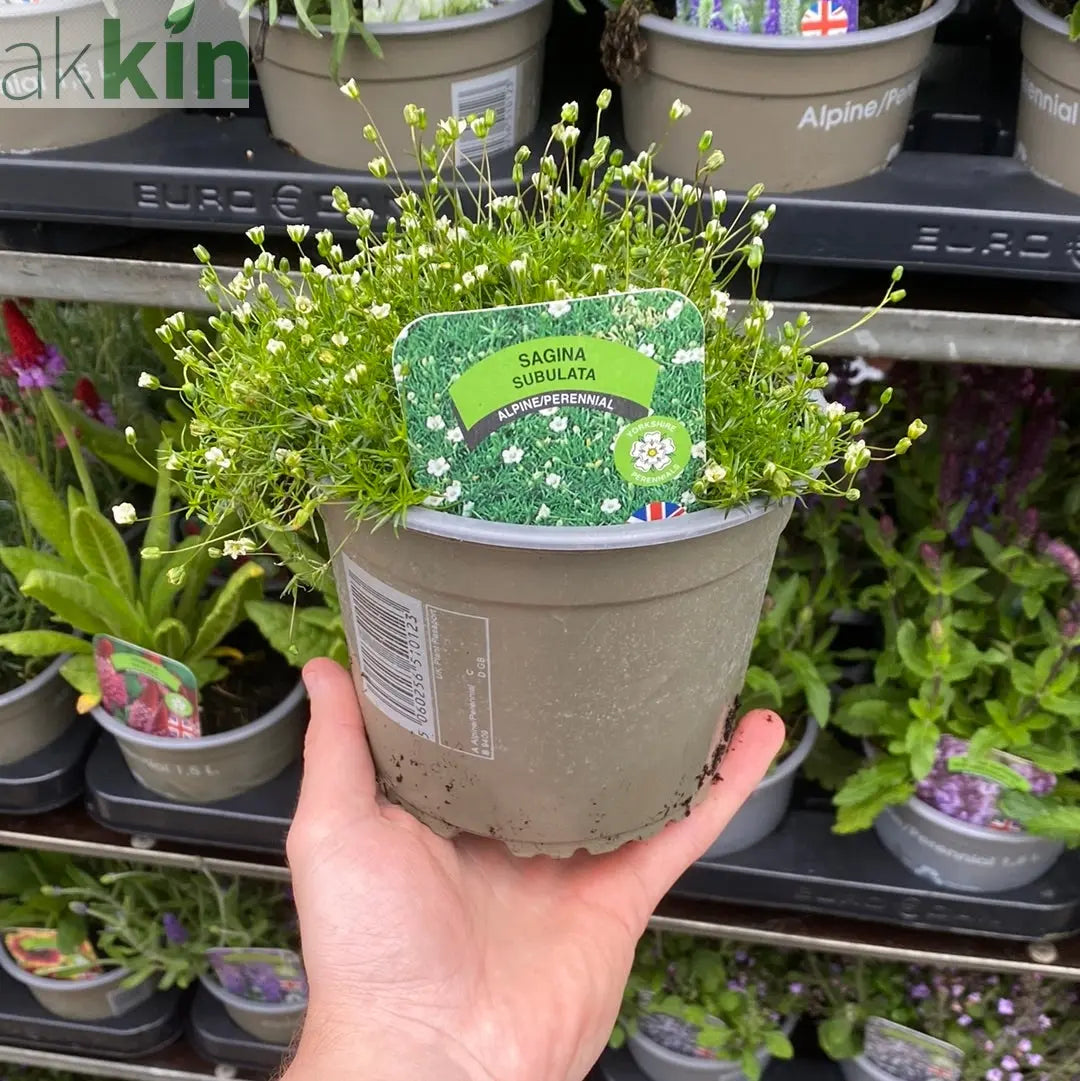 Sagina subulata (Irish Moss) 9cm One Click Plants