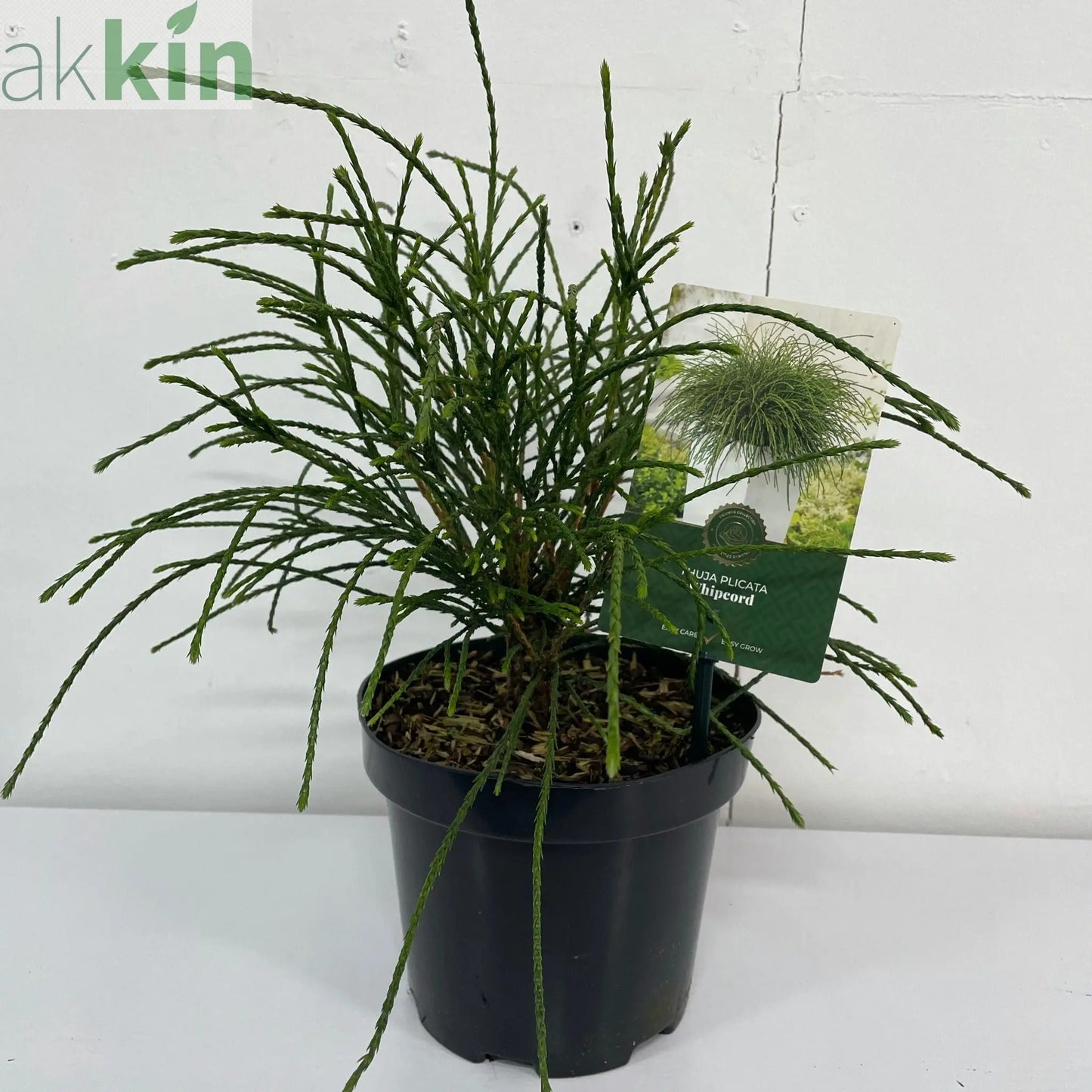 Thuja Plicata 'Whipcord' 2L One Click Plants