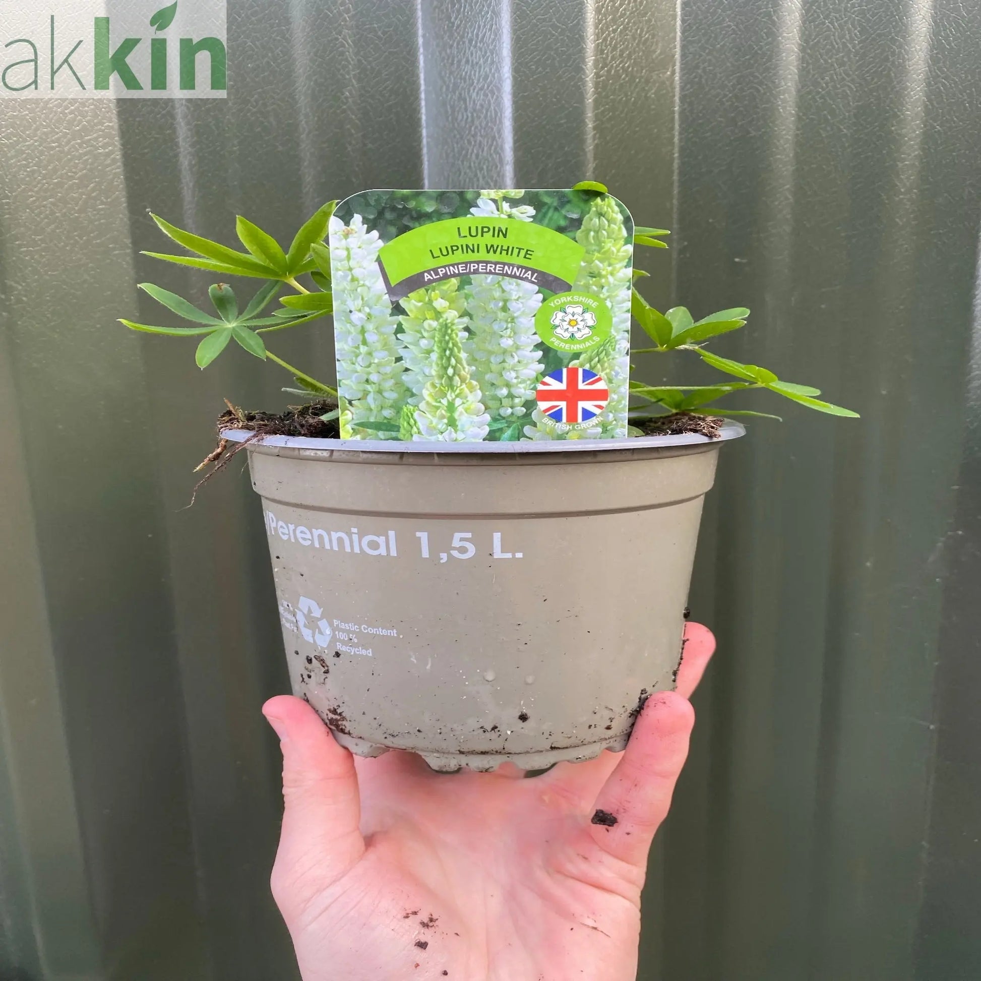 Lupin 'Gallery White' 9cm / 2L One Click Plants