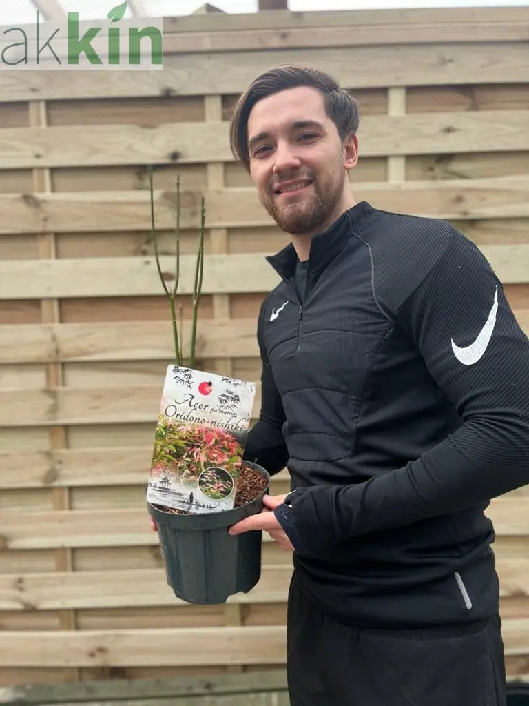 Acer palmatum Oridono-nishiki 3L One Click Plants