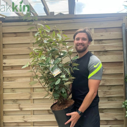 Elaeagnus x ebbingei Compacta (Multibuy Offers Available) One Click Plants
