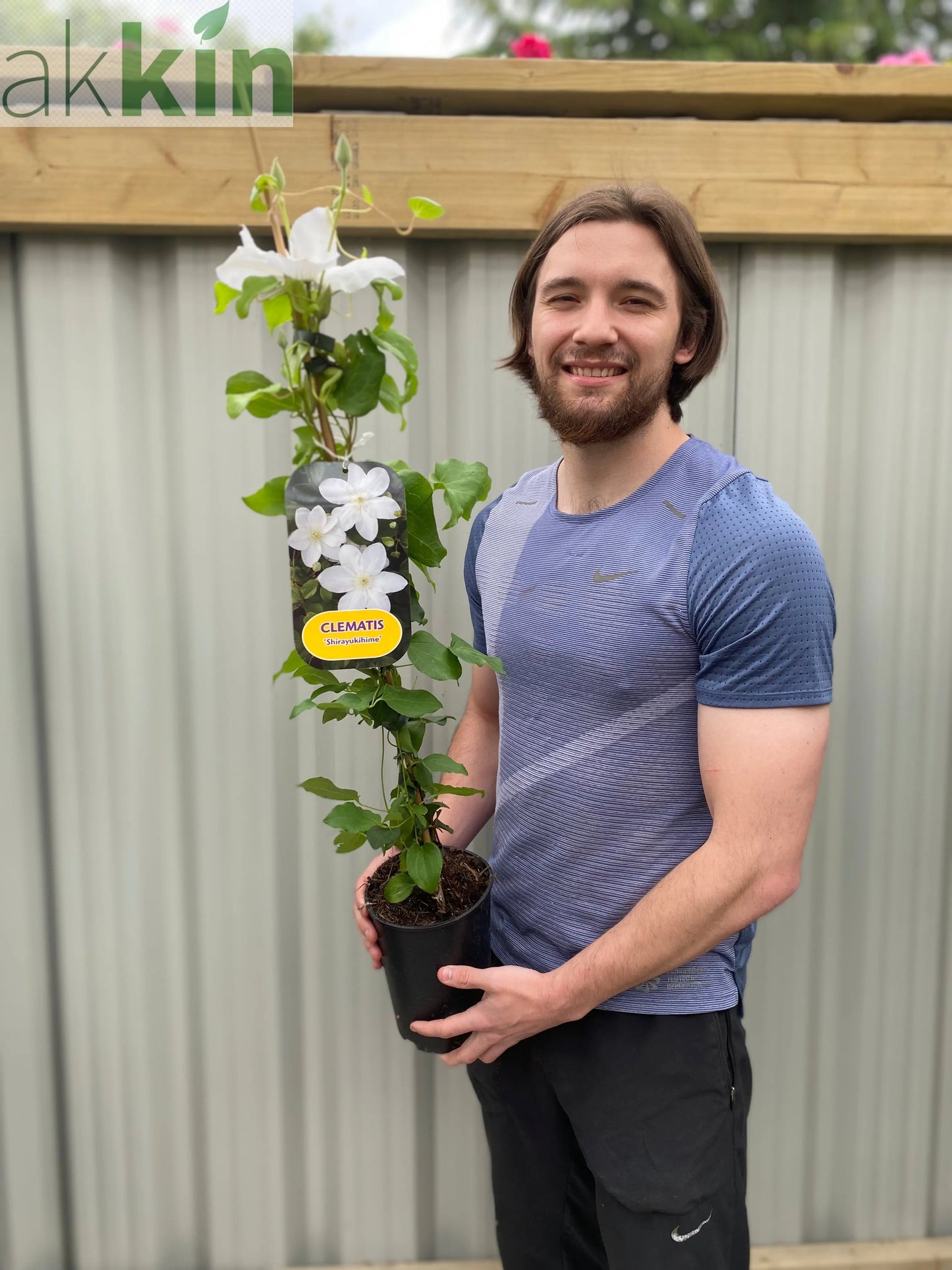 Clematis 'Shirayukihime' 90-95cm One Click Plants