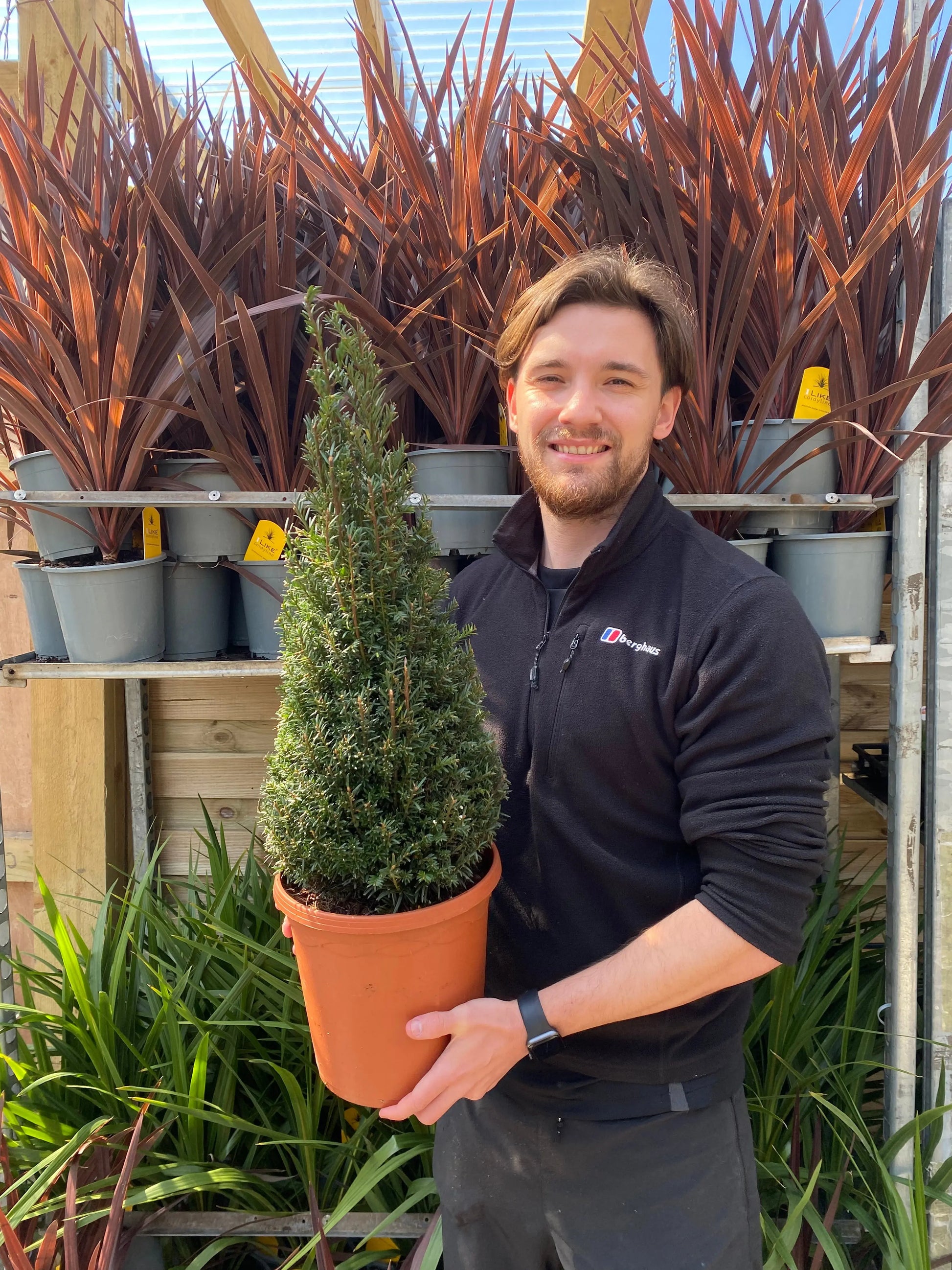 Yew Cone - Taxus Baccata Cone 5L / 7.5L / 10L One Click Plants