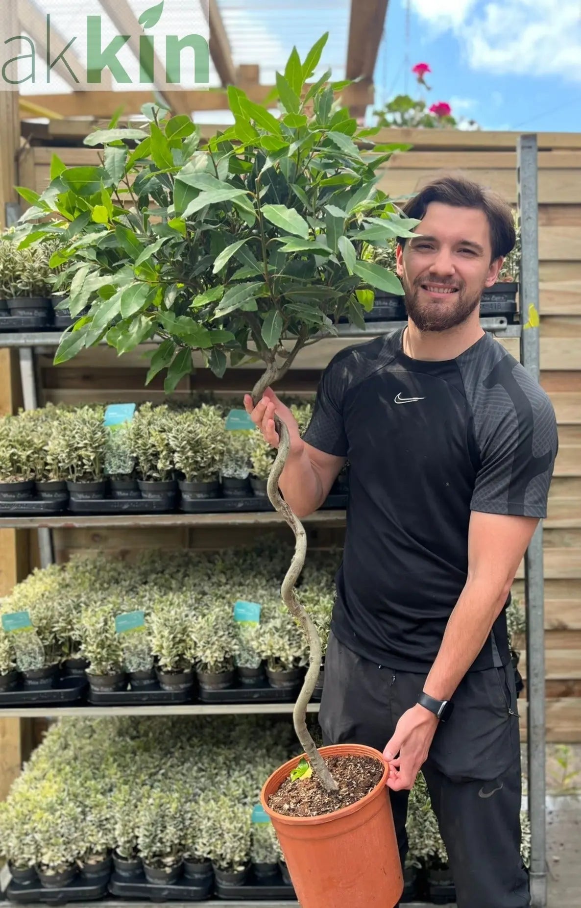 4ft / 5ft Spiral Stem Standard Bay Tree | Laurus nobilis | 110-120cm, 130-150cm One Click Plants