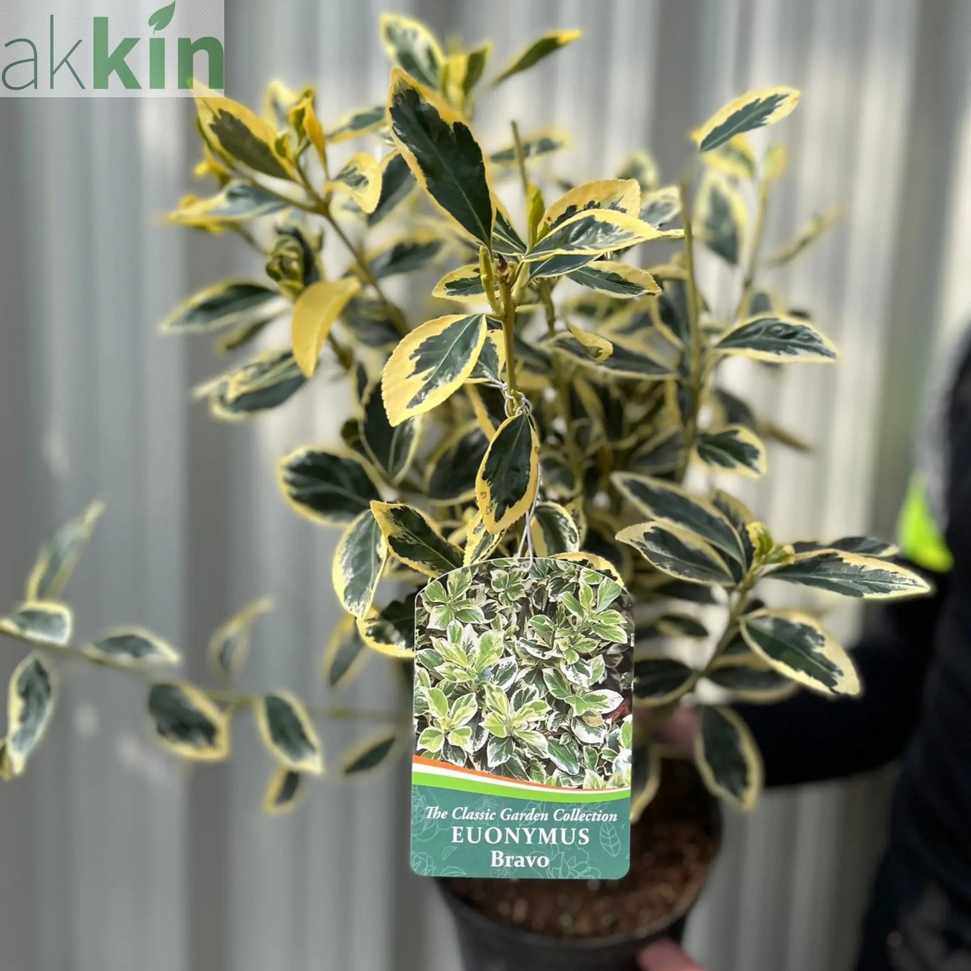 Euonymus japonicus 'Bravo' 9cm / 3L One Click Plants