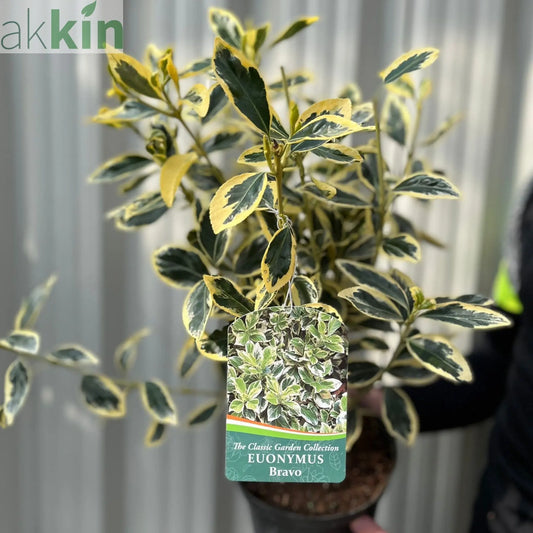 Euonymus japonicus 'Bravo' 9cm / 3L One Click Plants