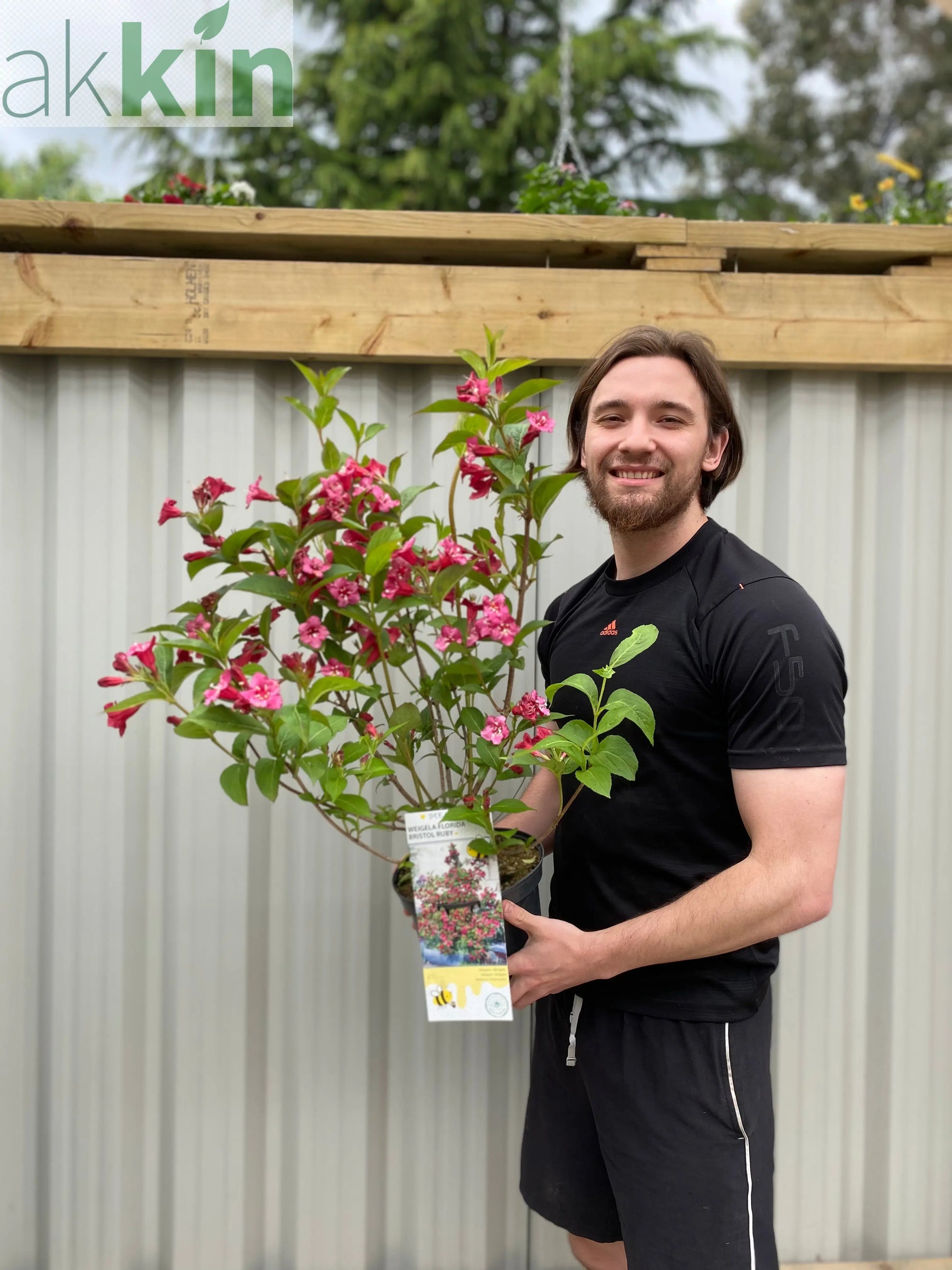 Weigela Florida 'Bristol Ruby' (2 Sizes Available) One Click Plants