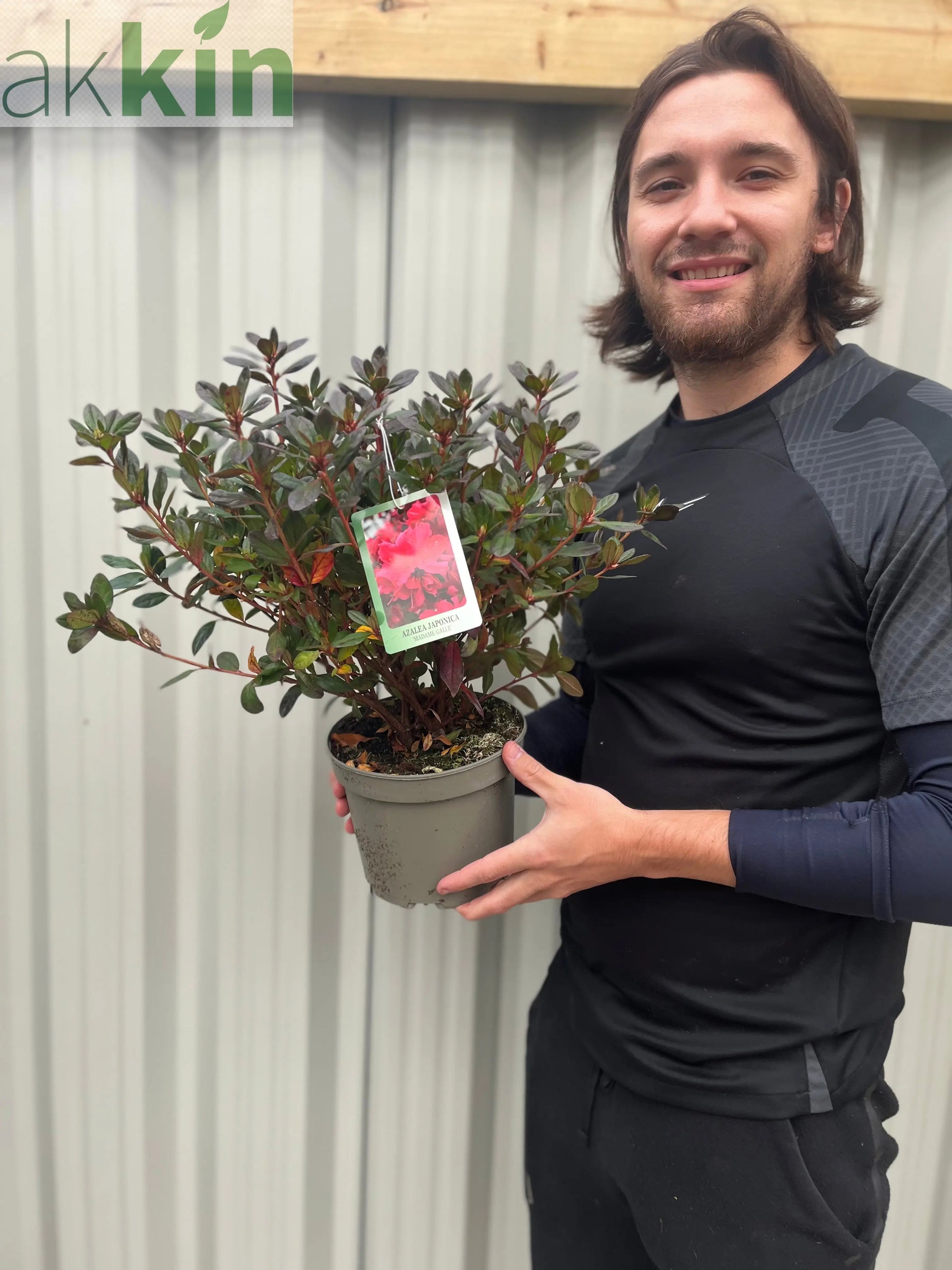 Azalea japonica 'Madame Galle' 2L One Click Plants