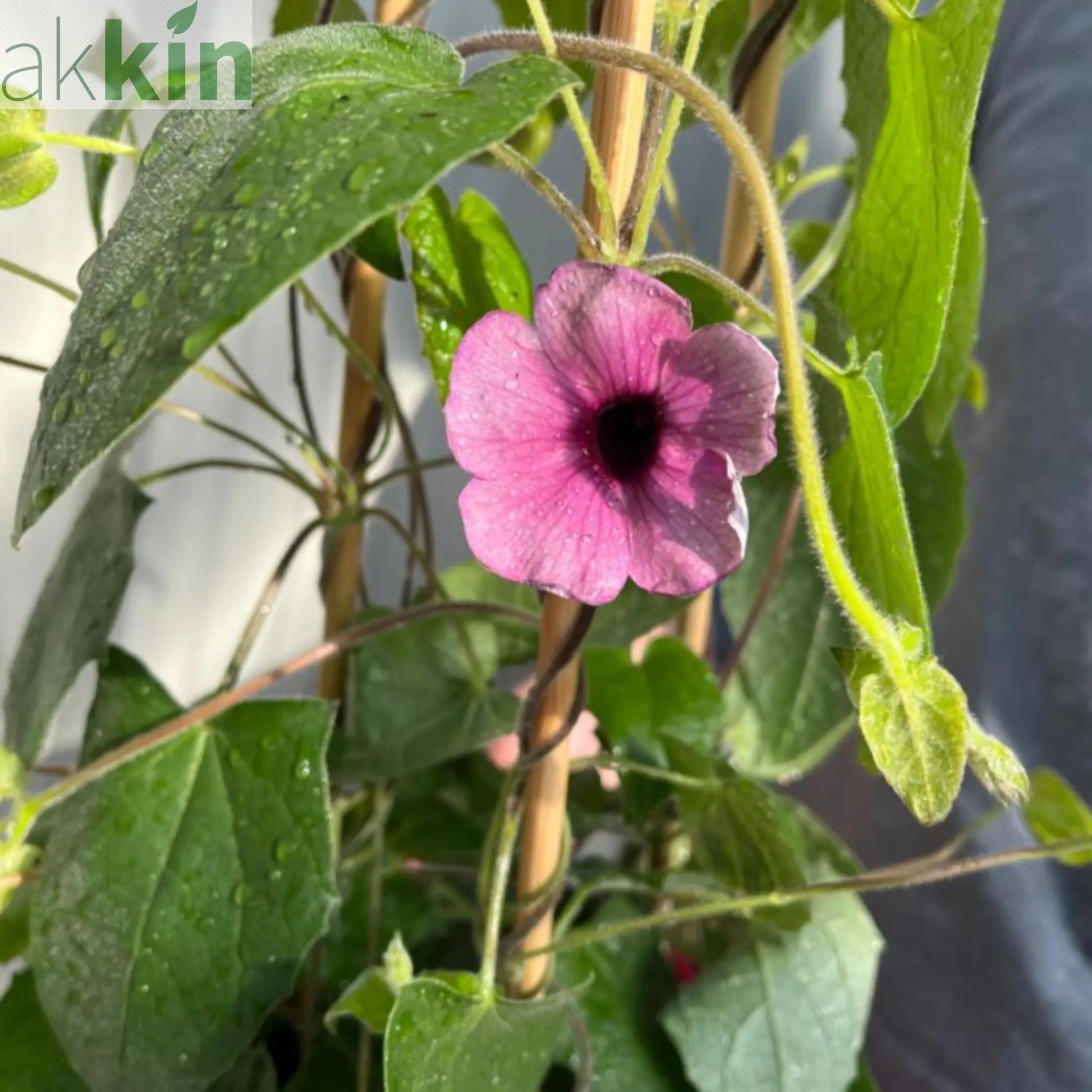 Thunbergia alata Black Eyed Susie (Pink) One Click Plants