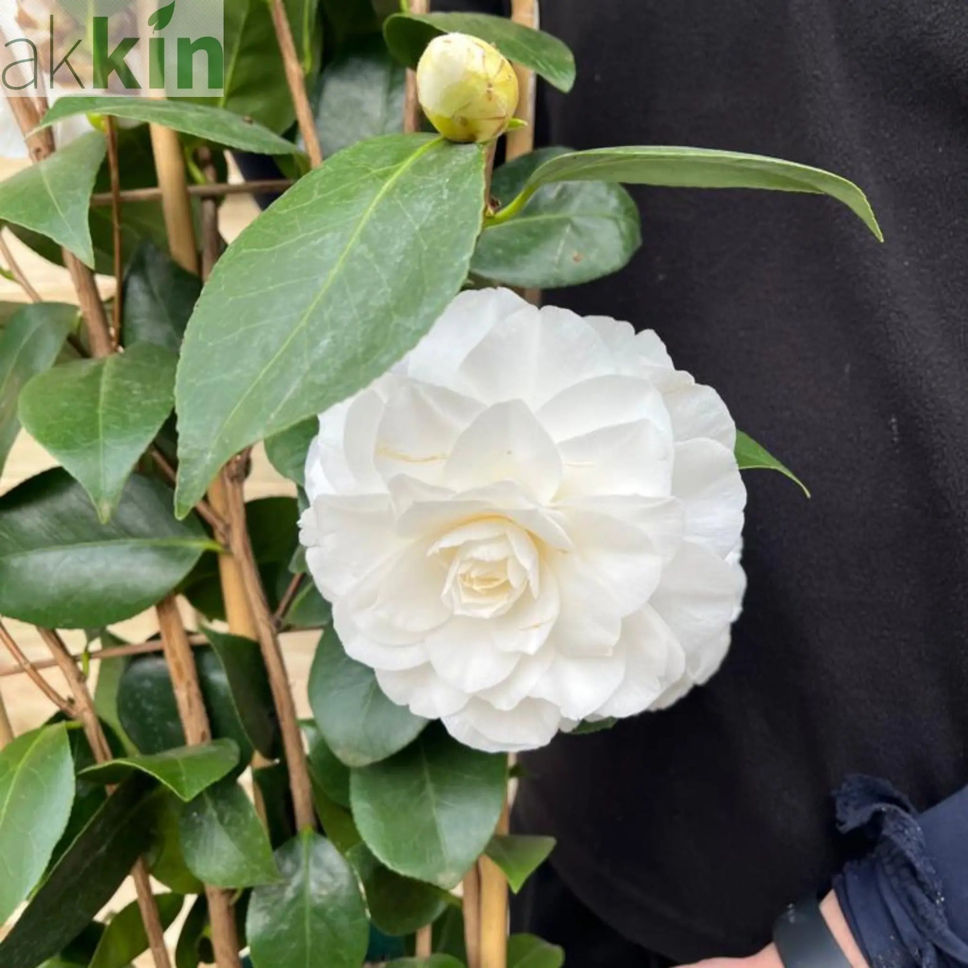 Camellia japonica 'Nuccio's Gem' 2L / 5L (100cm) One Click Plants