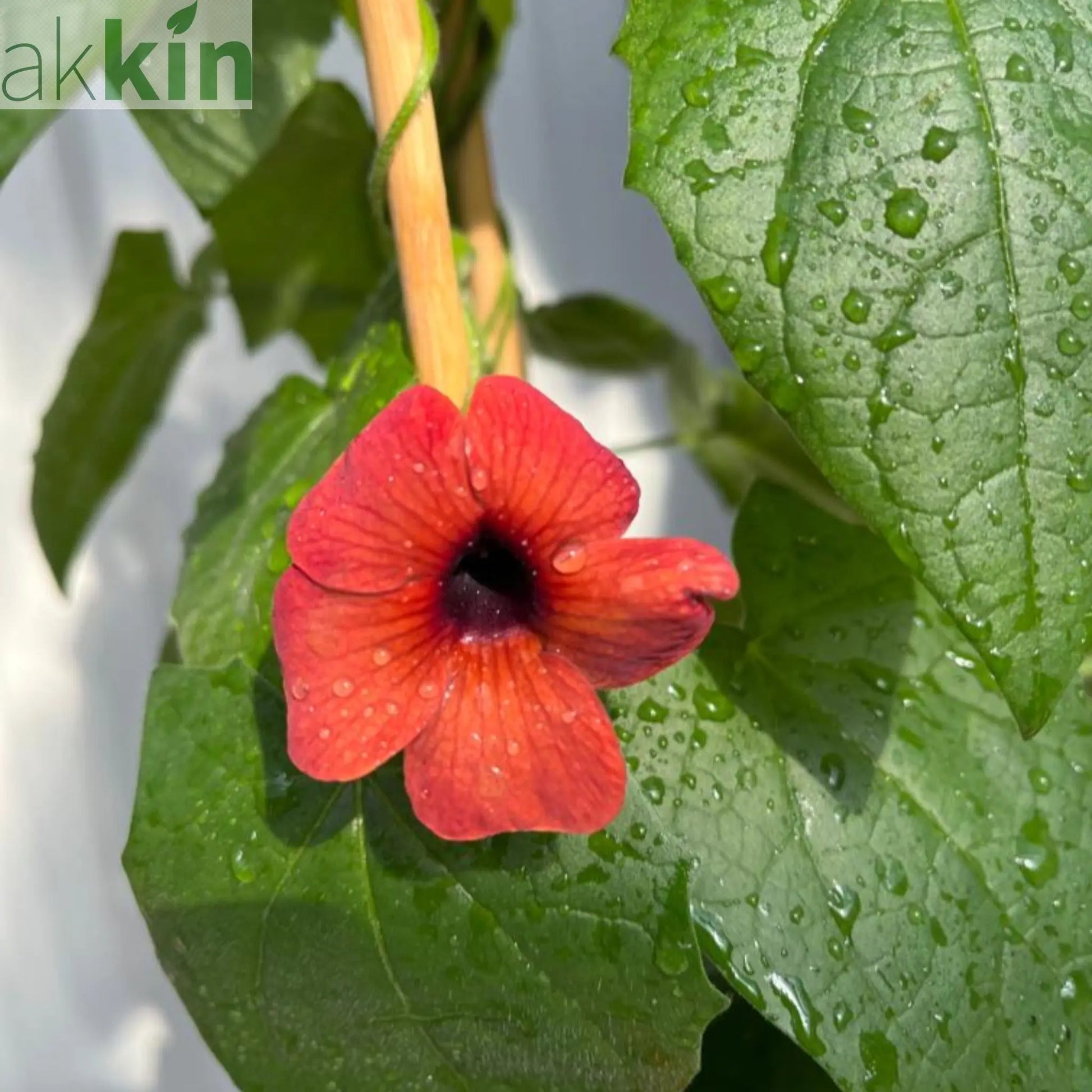 Thunbergia alata Black Eyed Susie (Red) One Click Plants