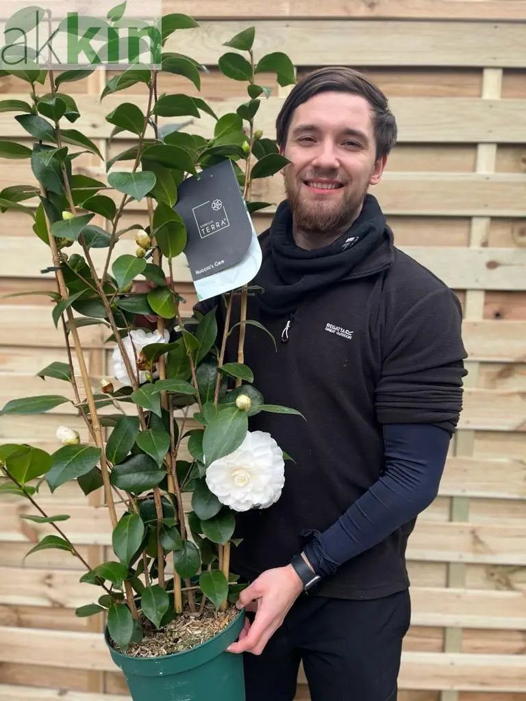 Camellia japonica 'Nuccio's Gem' 2L / 5L (100cm) One Click Plants