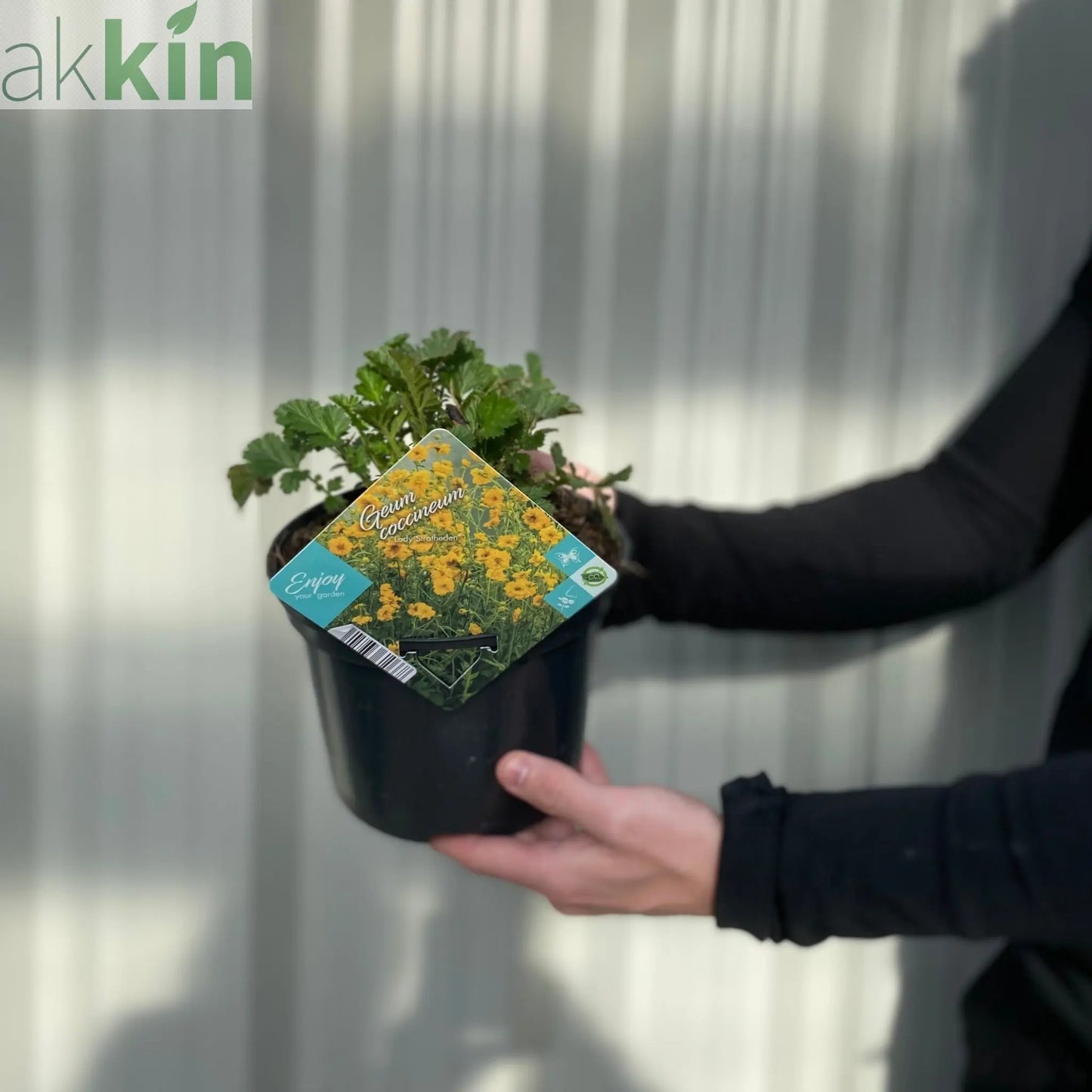 Geum 'Lady Stratheden' (Various Sizes Available) One Click Plants