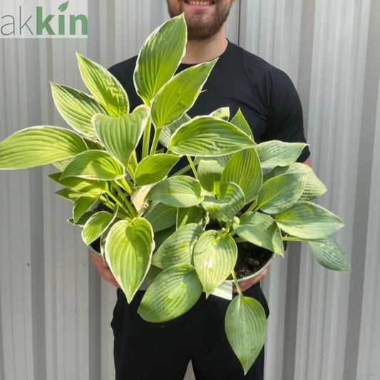 2 x Hosta Plants | Shade Loving Herbecaous Perennials | 2L One Click Plants