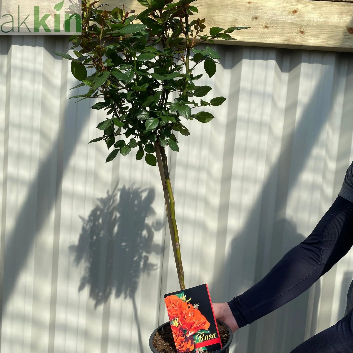 Patio Standard Rose 'Orange' 60-70cm One Click Plants