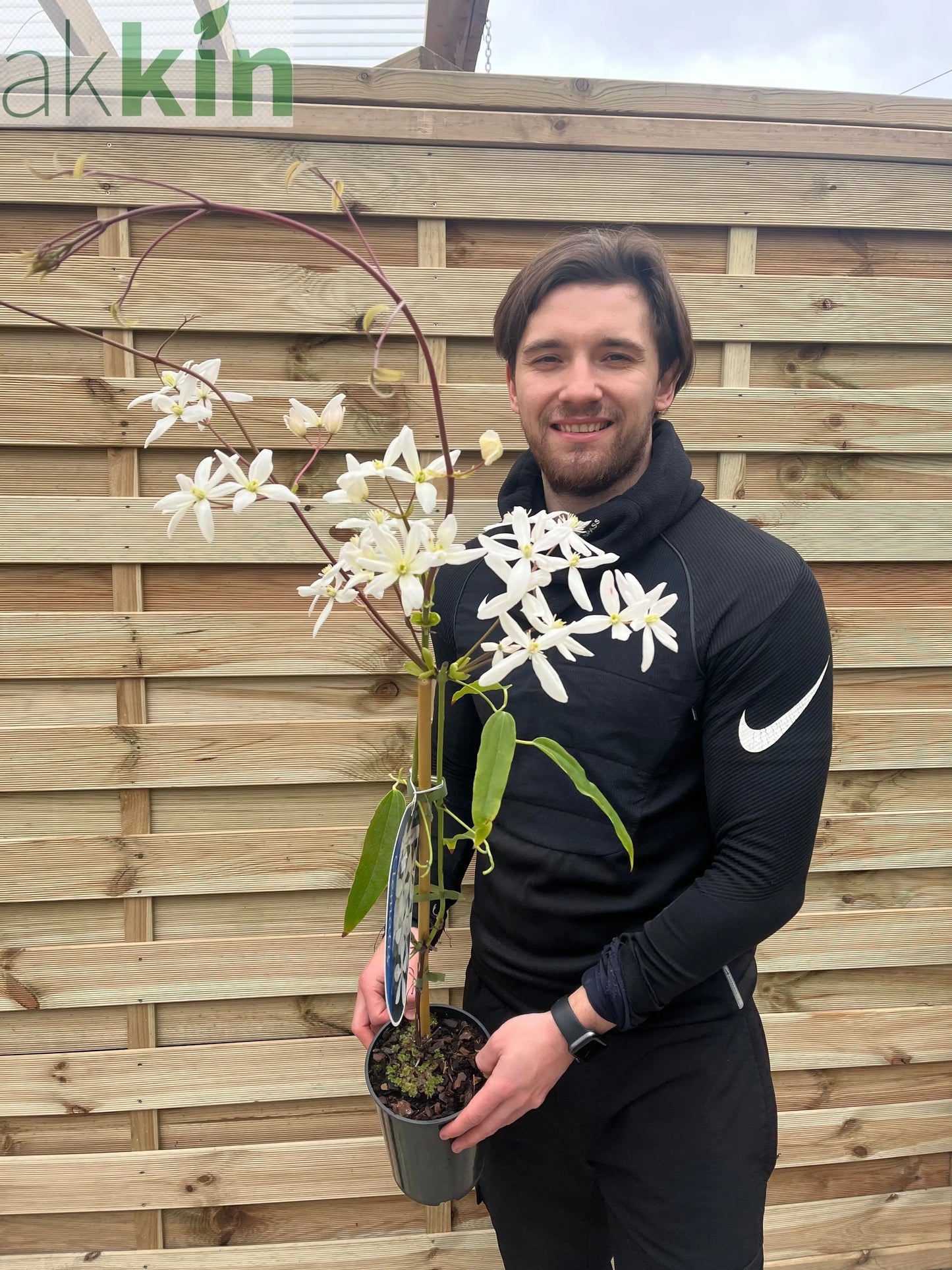 Clematis armandii  'Snowdrift' 100cm (Evergreen and Fragrant) One Click Plants