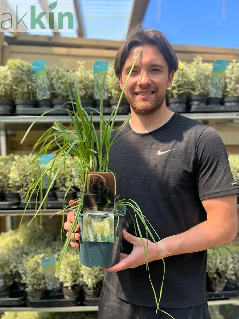 Cortaderia Pampas Grass 'Pumila' 1L/2L/4L One Click Plants