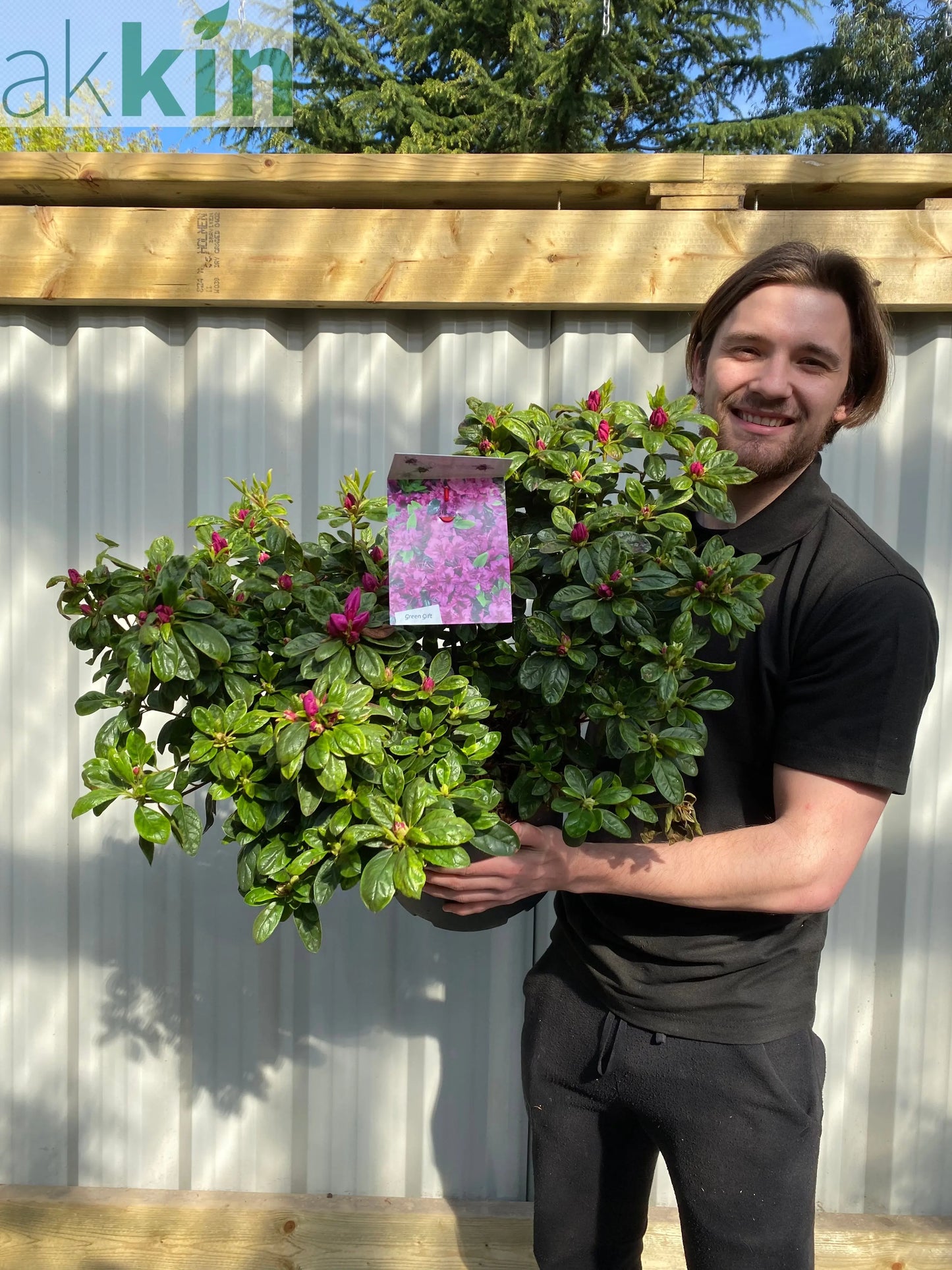 Azalea 'Koningstein' 10L One Click Plants