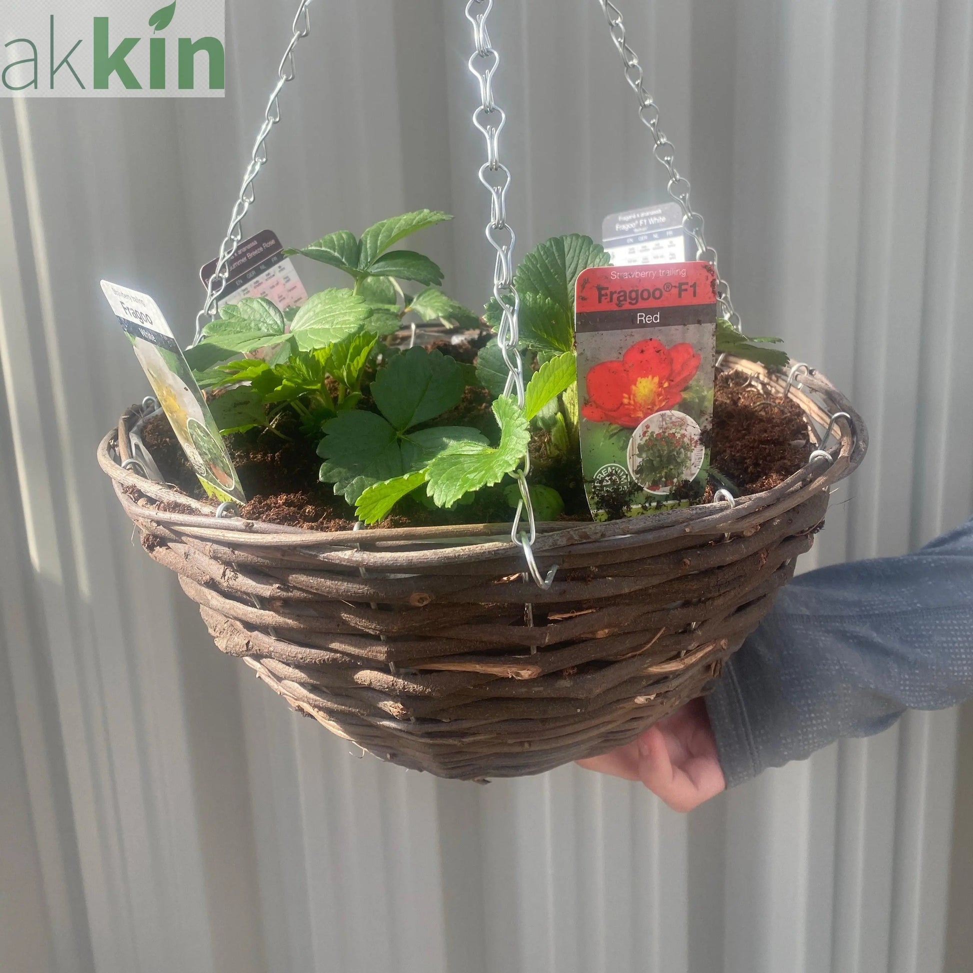 Plant Your Own - Strawberry Basket/Container One Click Plants