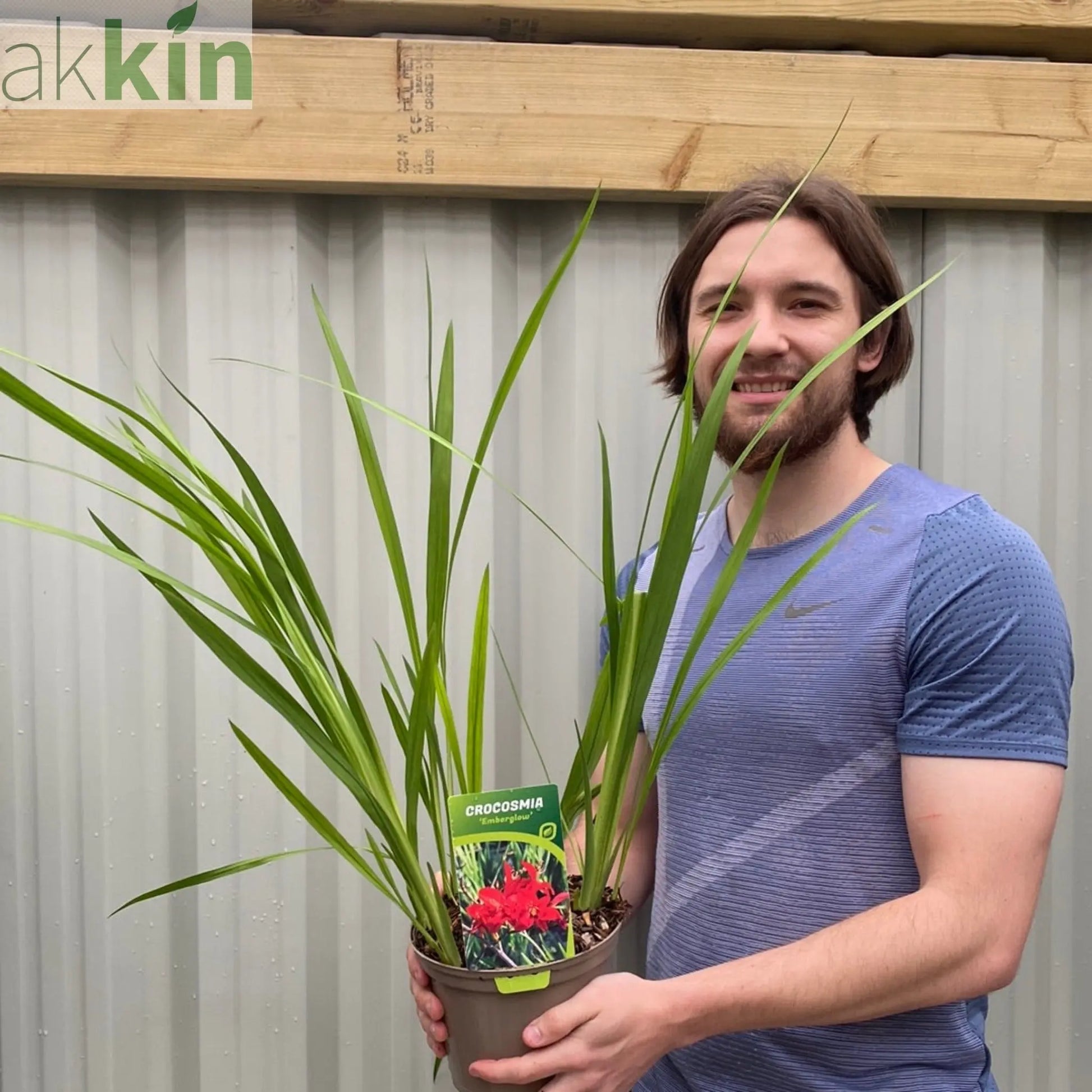 Crocosmia x crocosmiiflora 'Emberglow' 9cm/2L One Click Plants