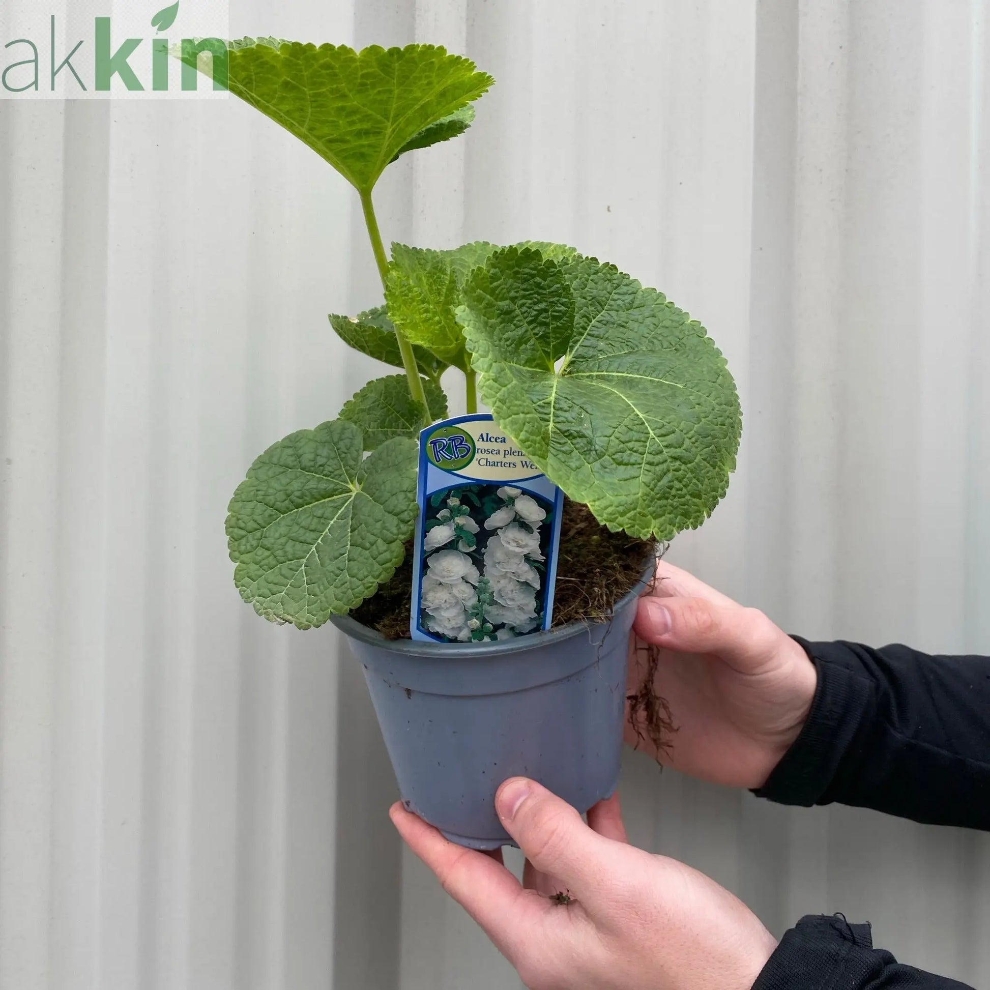 Alcea rosea Chater's White Hollyhock 9cm One Click Plants