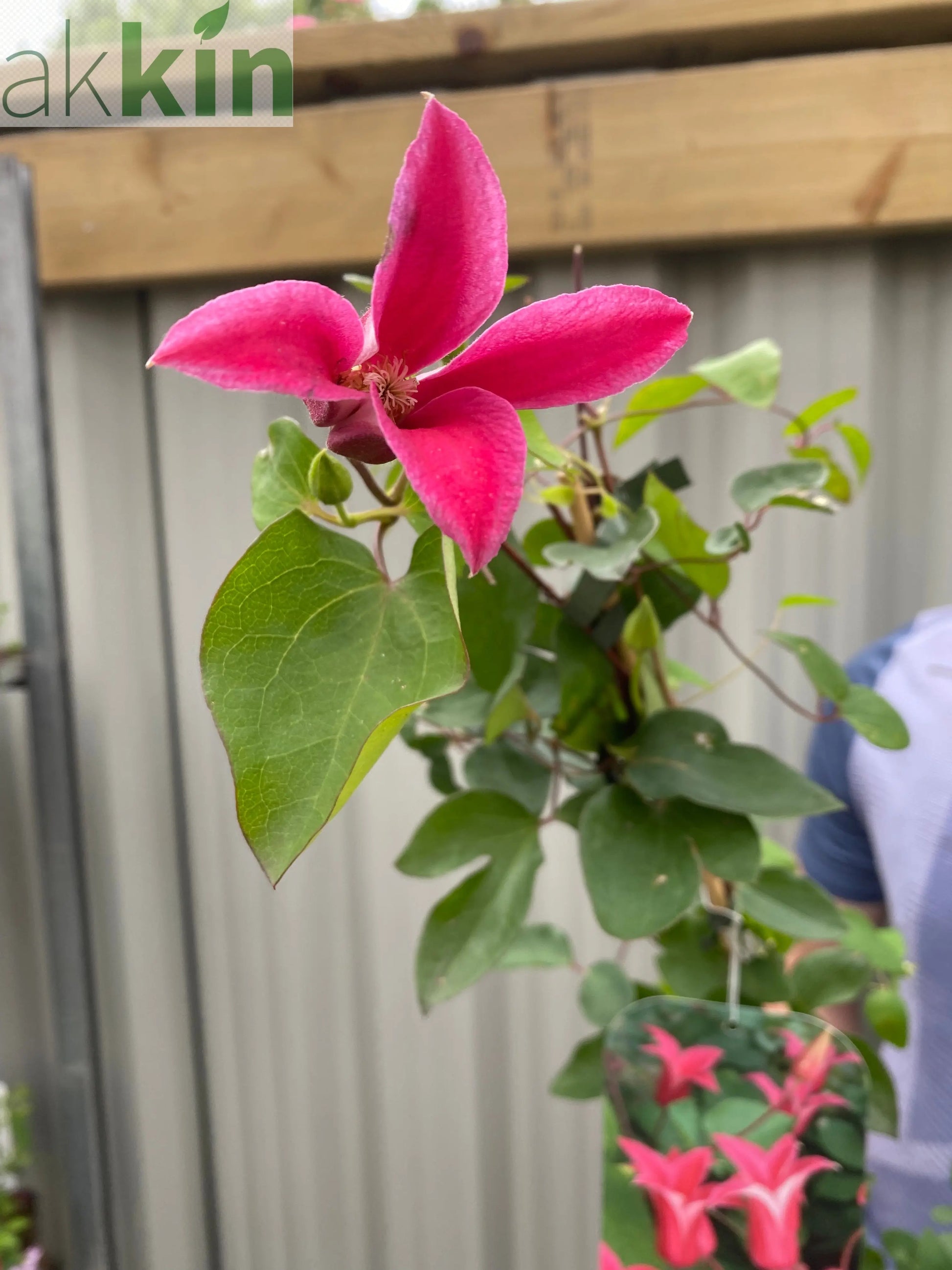 Clematis 'Princess Diana' 70cm One Click Plants