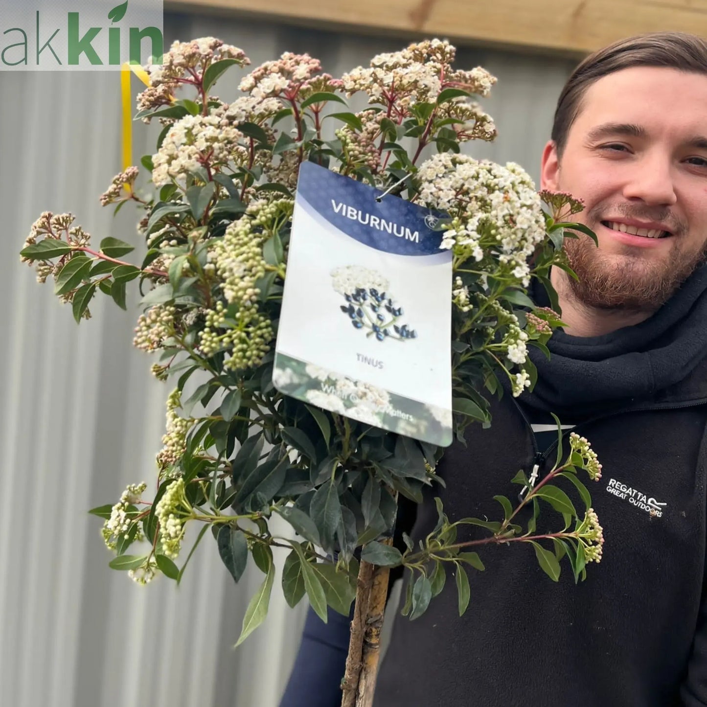 Viburnum tinus Patio Tree One Click Plants