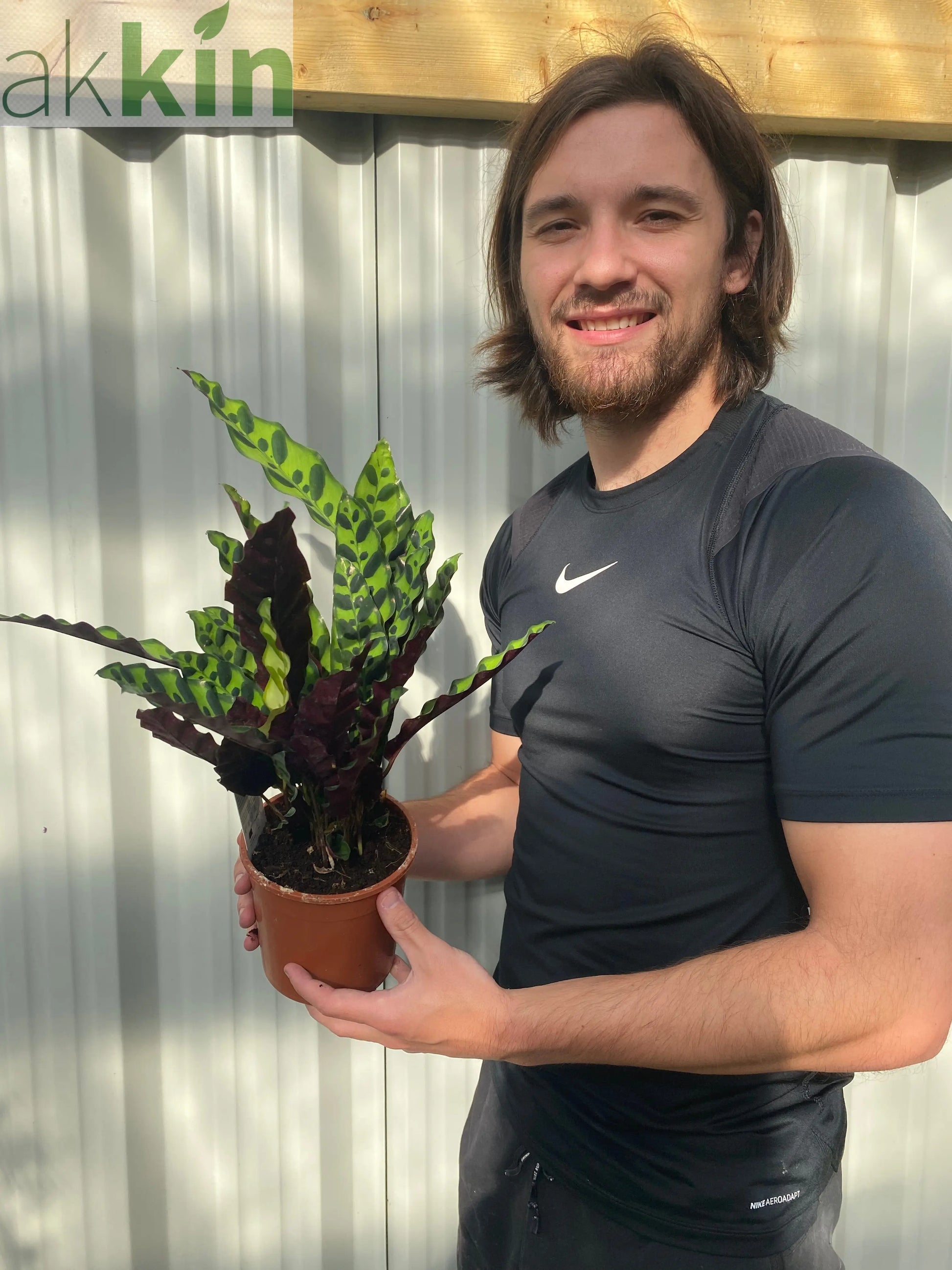 Calathea lancifolia 50cm One Click Plants