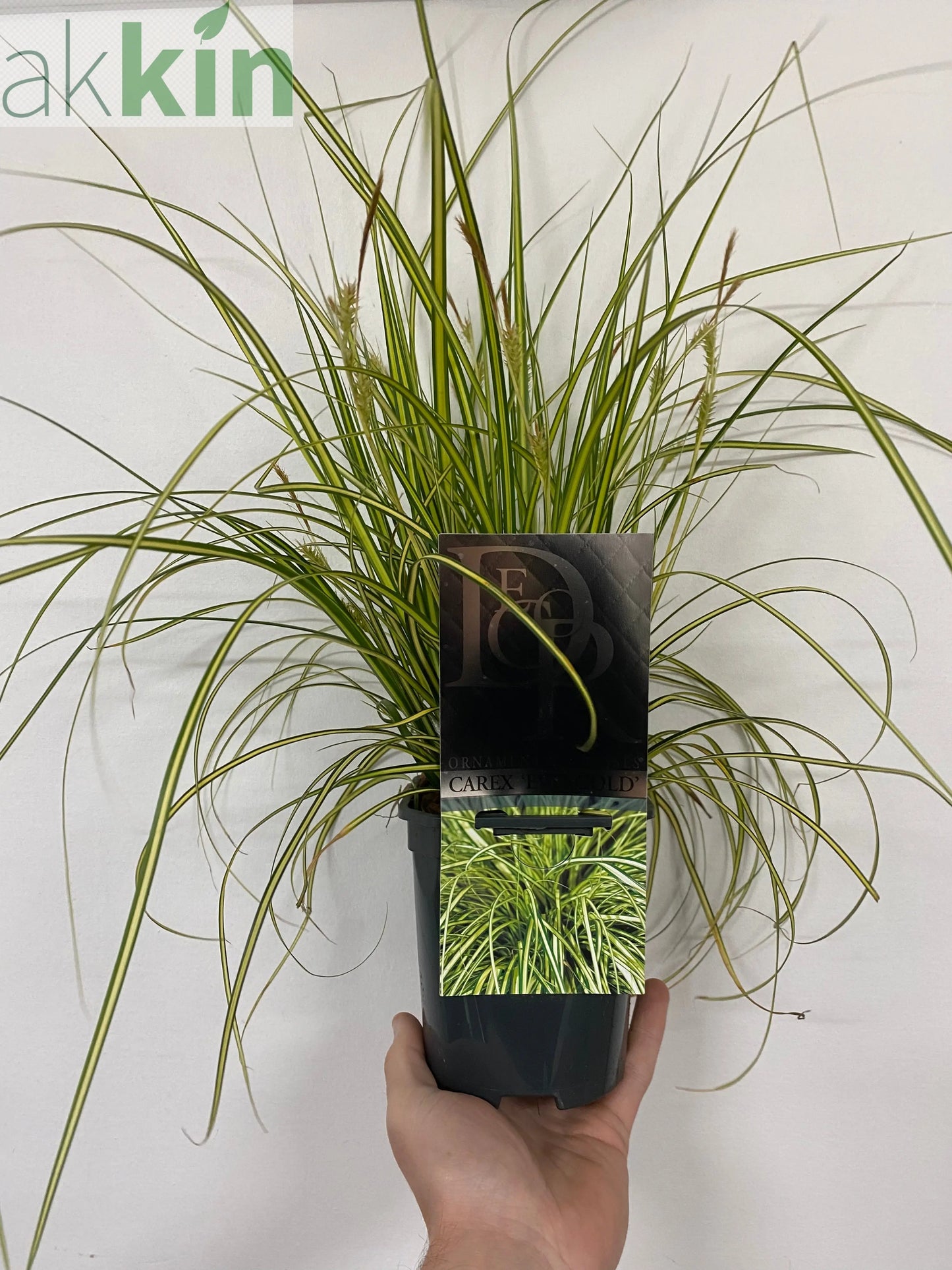 Carex oshimensis 'Evergold' Grass 8cm / 1L / 2L / 3L One Click Plants