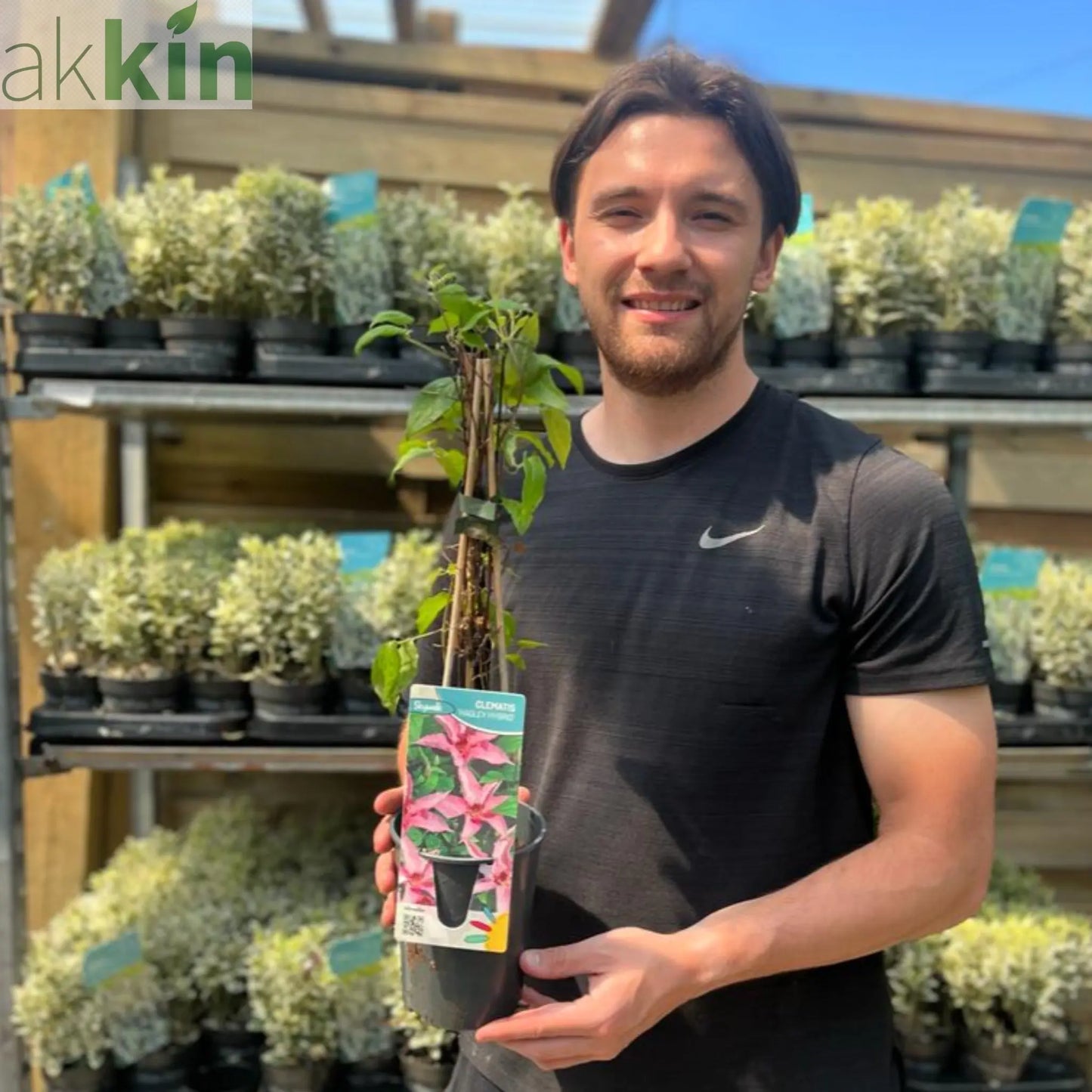 Clematis 'Hagley Hybrid' 50cm One Click Plants