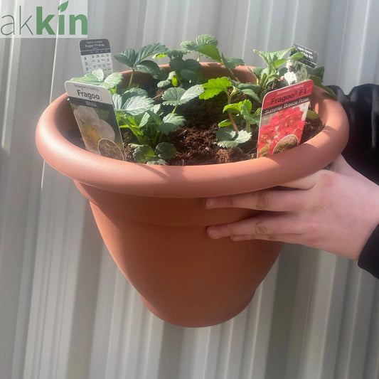 Plant Your Own - Strawberry Basket/Container One Click Plants
