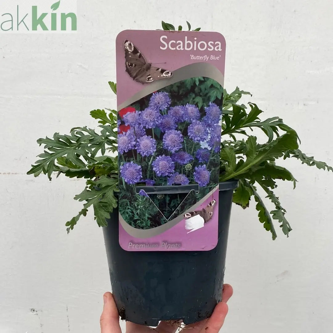 Scabious Butterfly Blue 9cm/2L One Click Plants