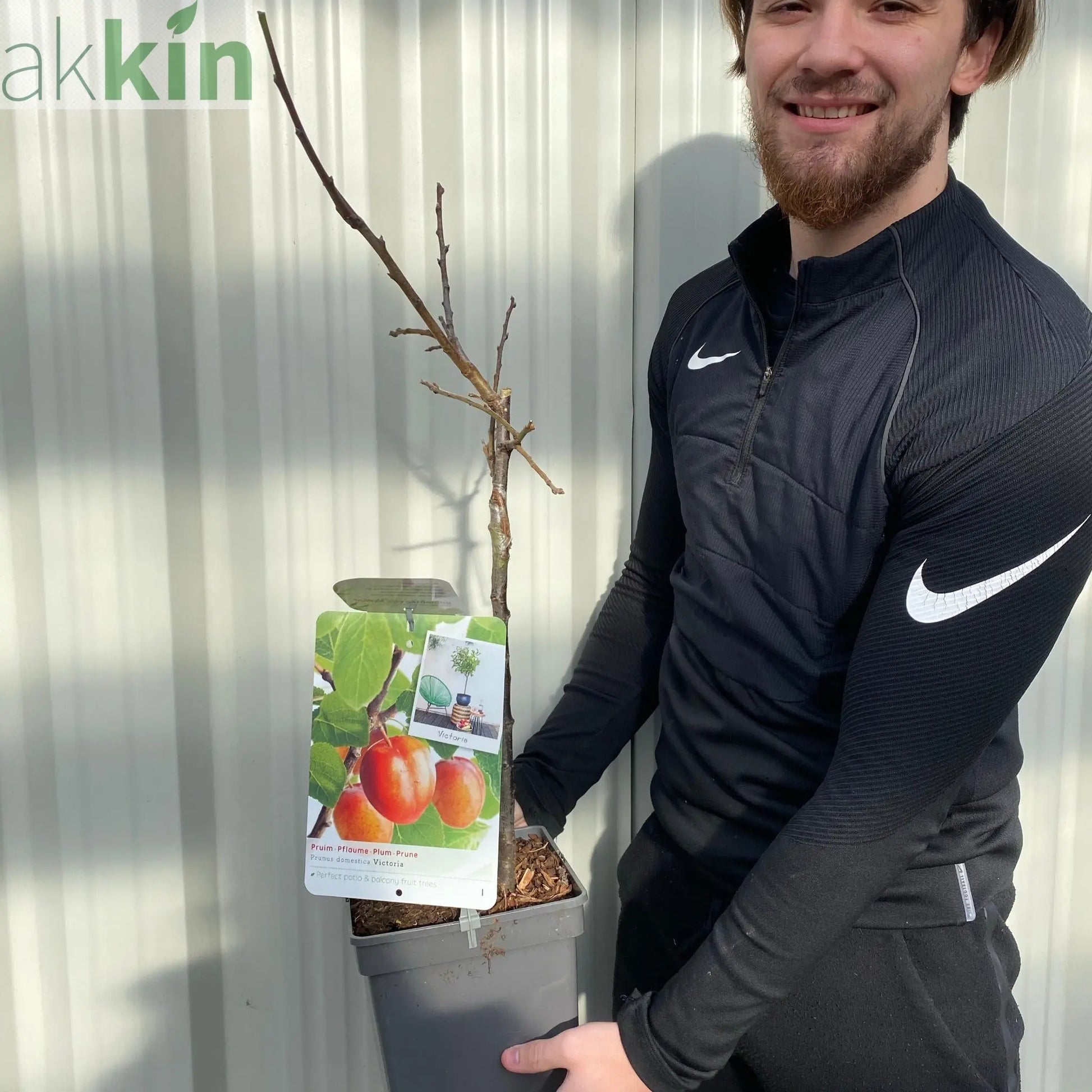'Victoria' Plum Tree 2L / 4L One Click Plants