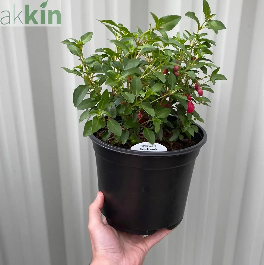 Hardy Fuchsia 'Tom Thumb' 9cm / 2L One Click Plants