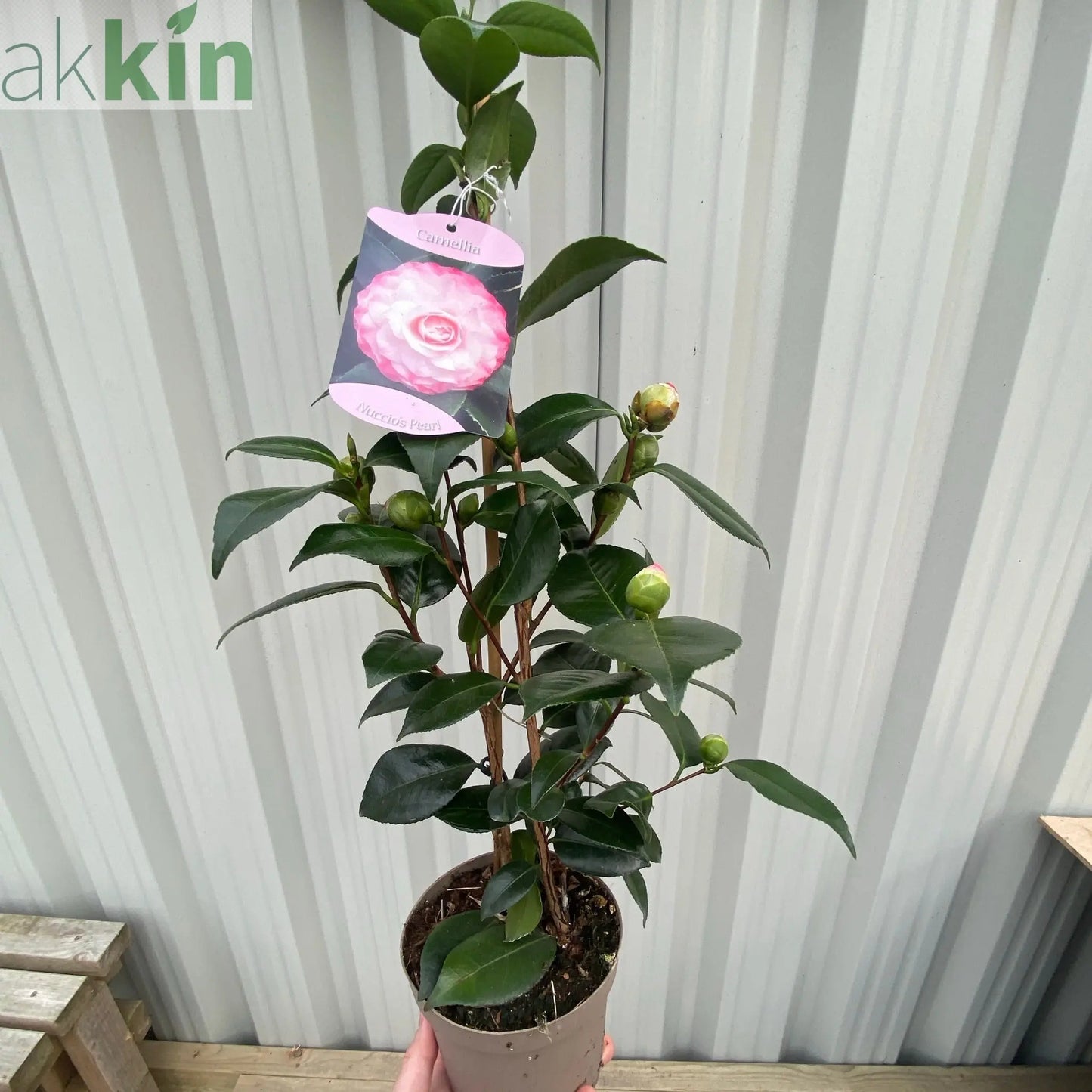 Camellia japonica 'Nuccio's Pearl' 60cm / 100cm One Click Plants