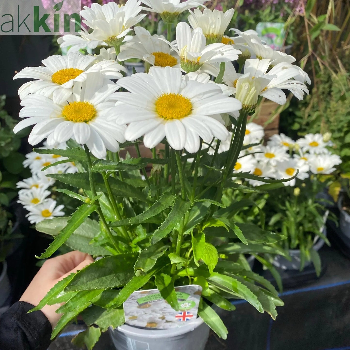 Leucanthemum 'Western Star Taurus' 1.5L One Click Plants
