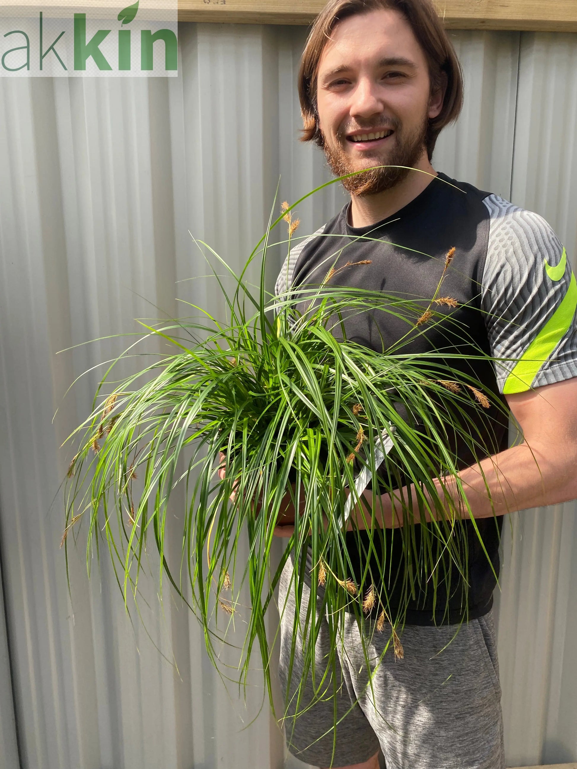 Carex oshimensis 'Intense Green' 2L One Click Plants