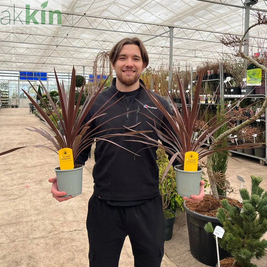 Cordyline australis 'Red Star' (3 sizes available) One Click Plants