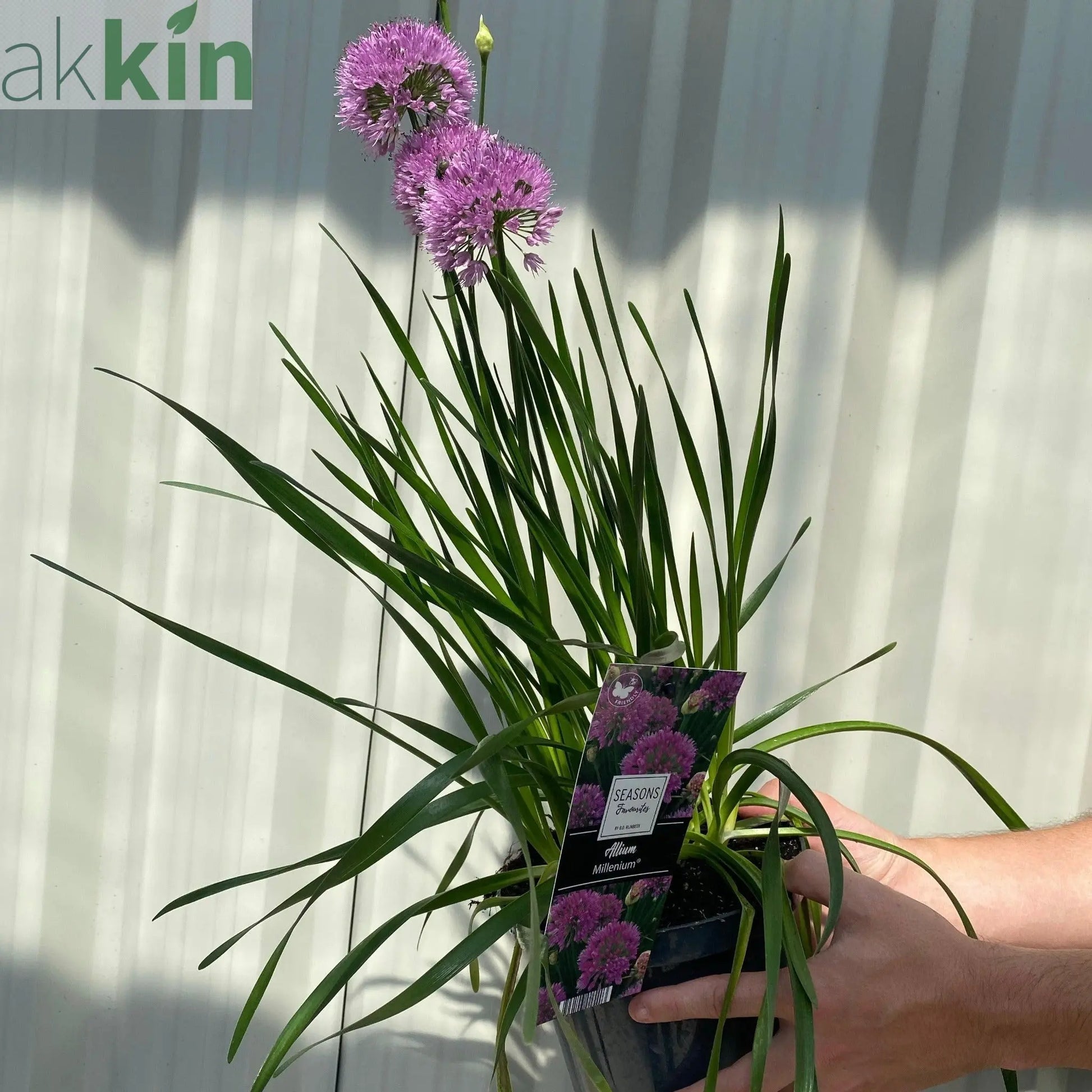 Allium 'Millenium' 2L One Click Plants