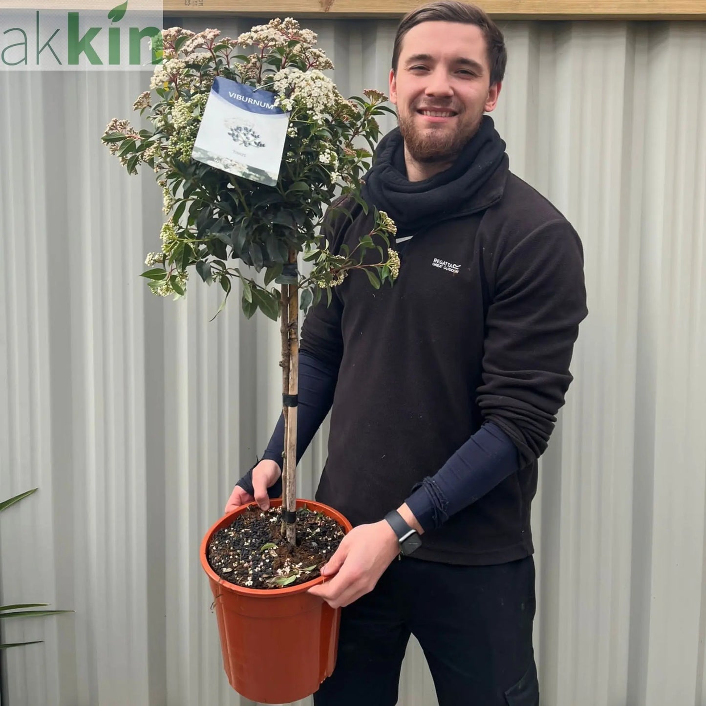 Viburnum tinus Patio Tree One Click Plants